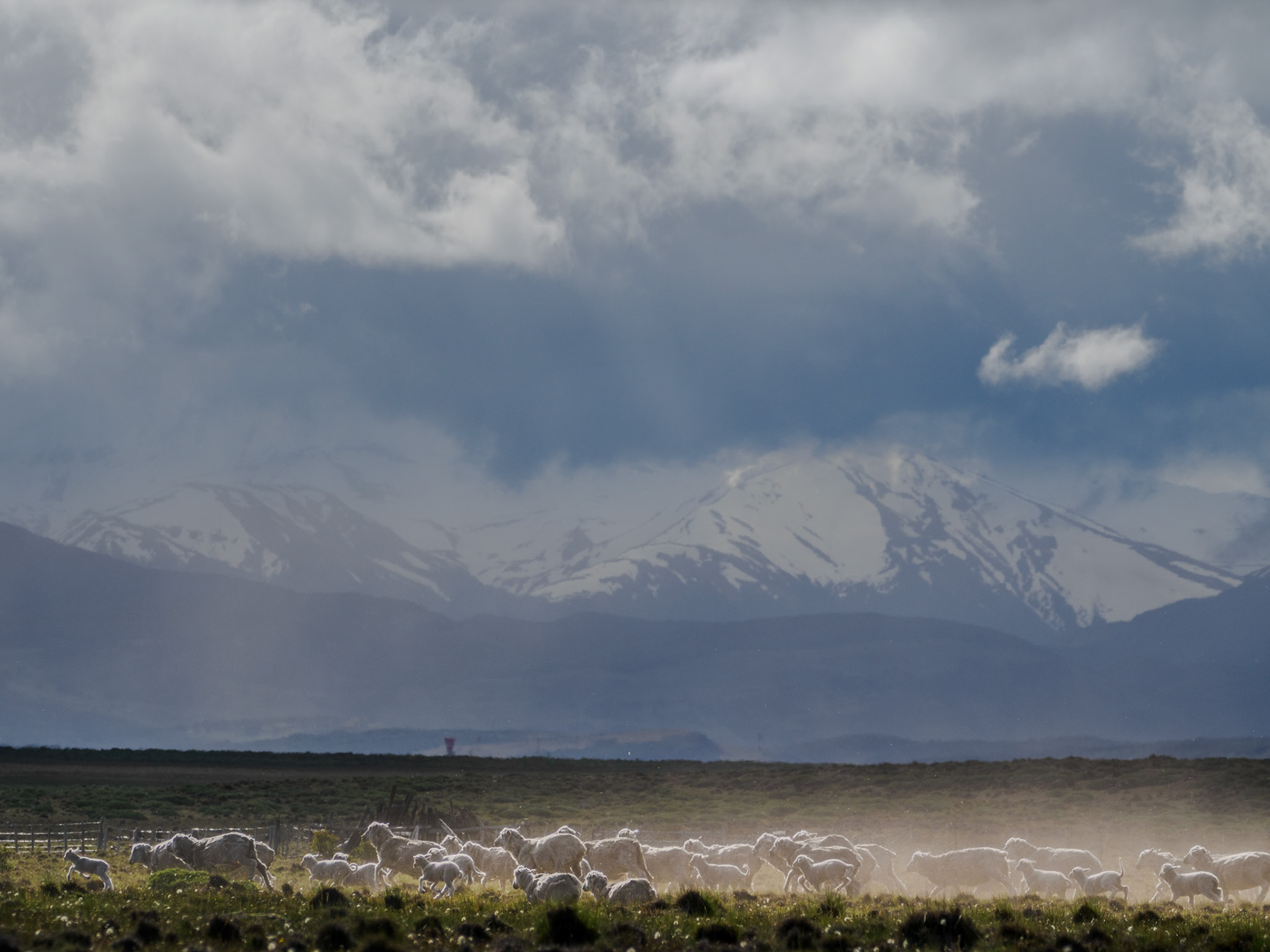 Schafe an der Ruta 260