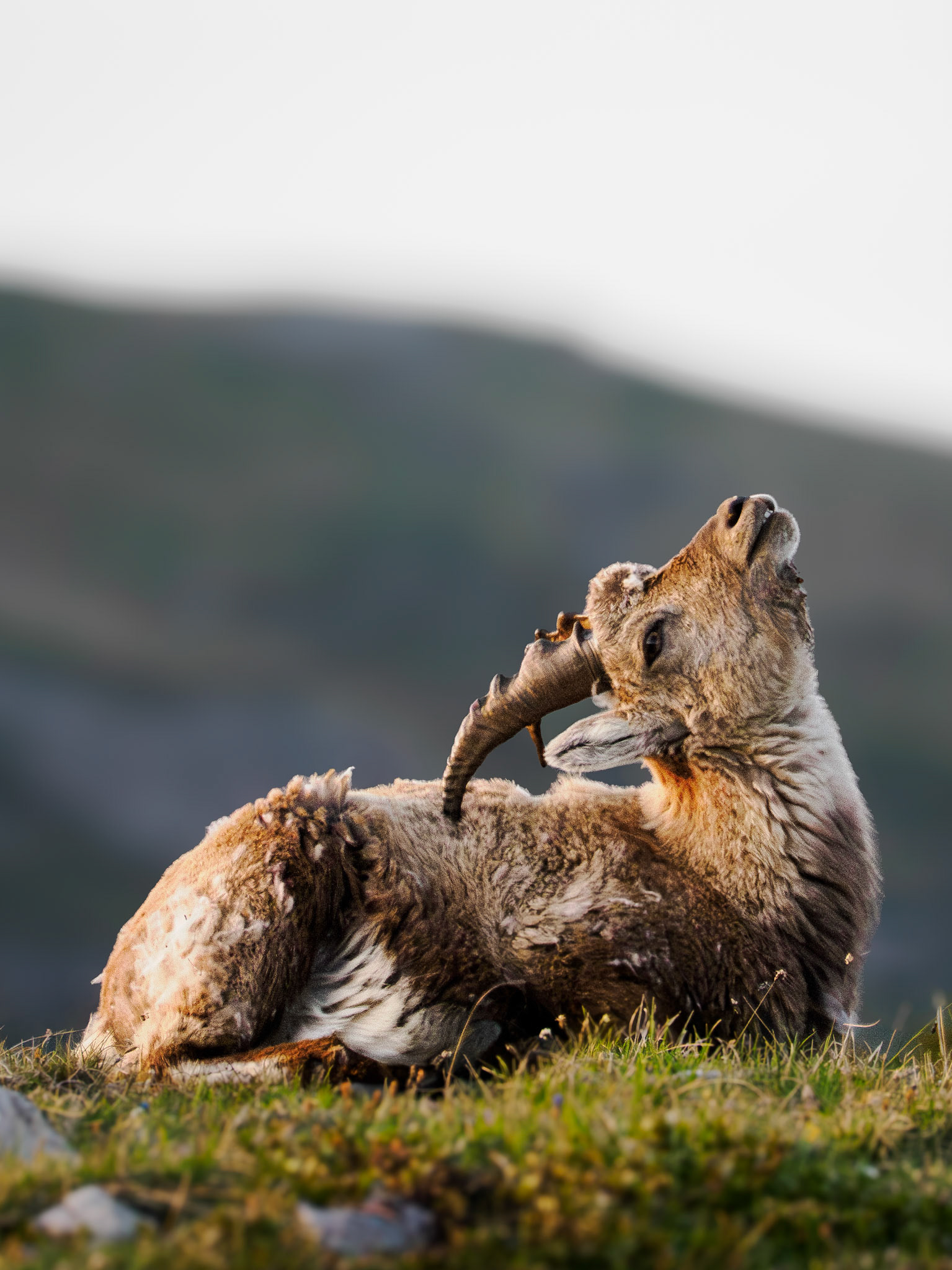 Was macht ein Steinbock wenn's am Rücken juckt?