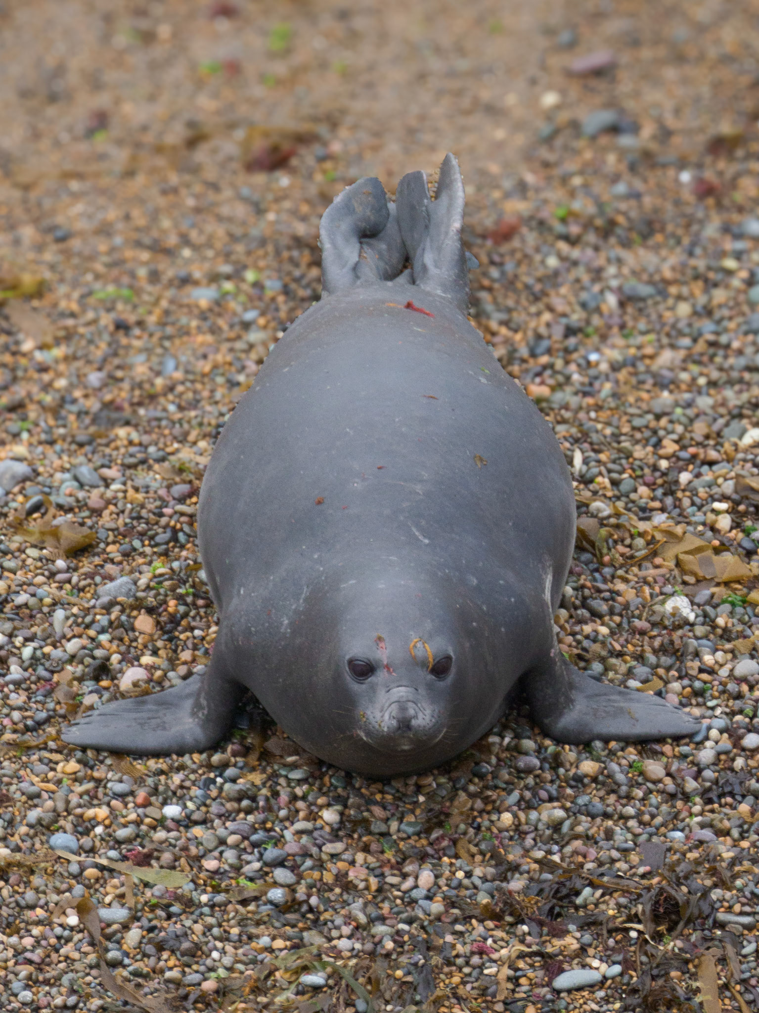See-Elefanten auf der Peninsula Valdes
