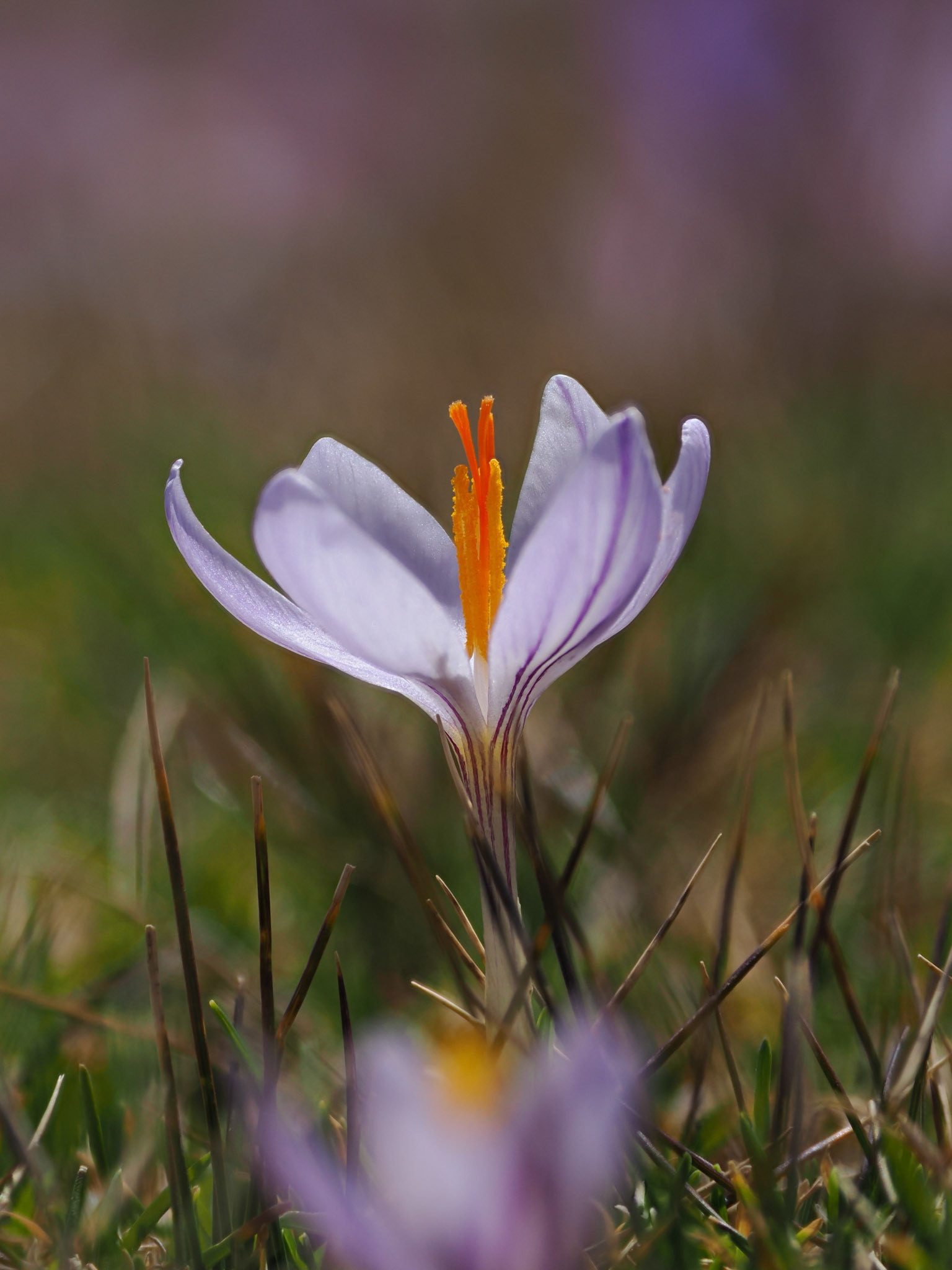 Krokus