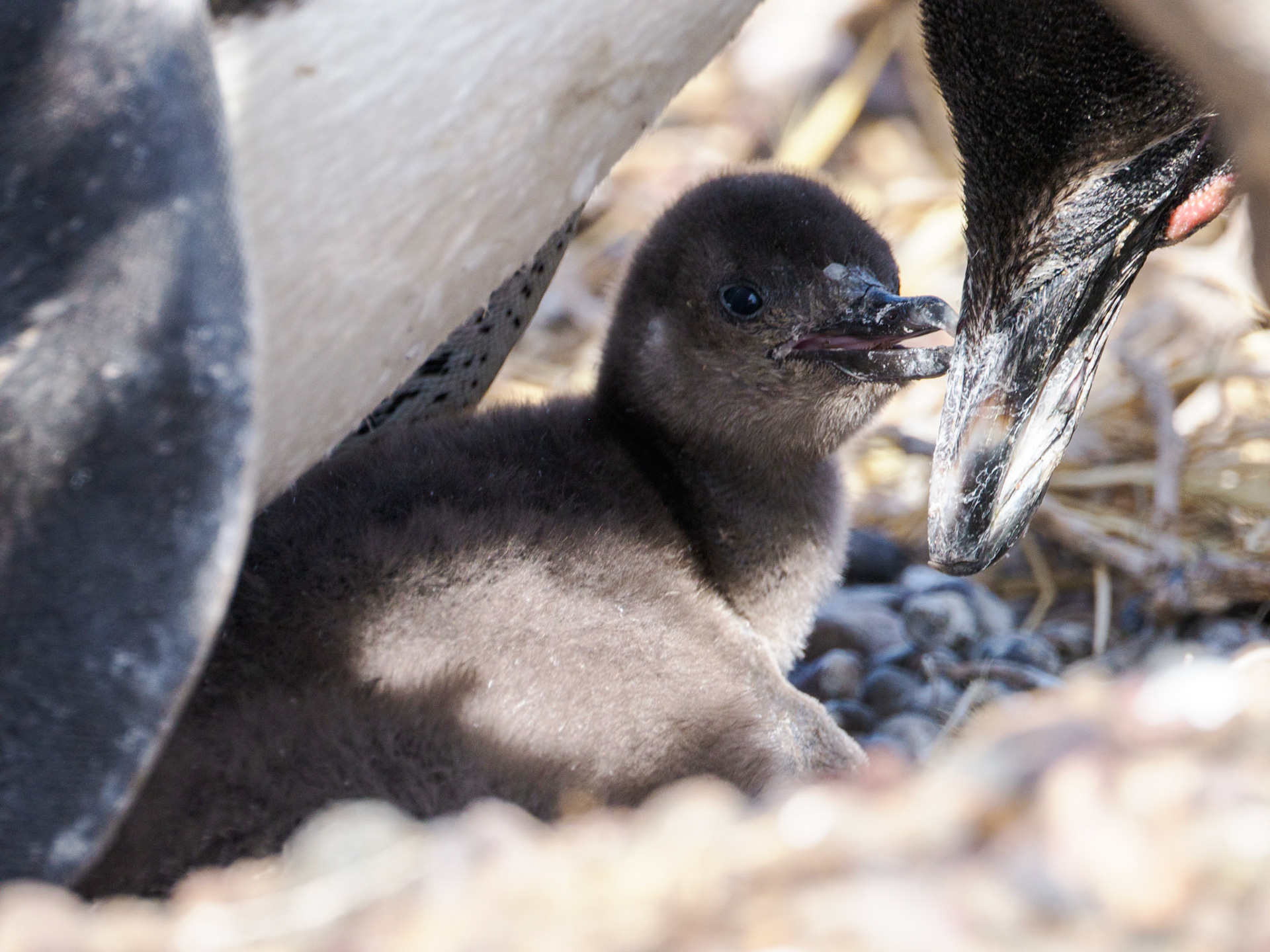 Magellanpinguinküken