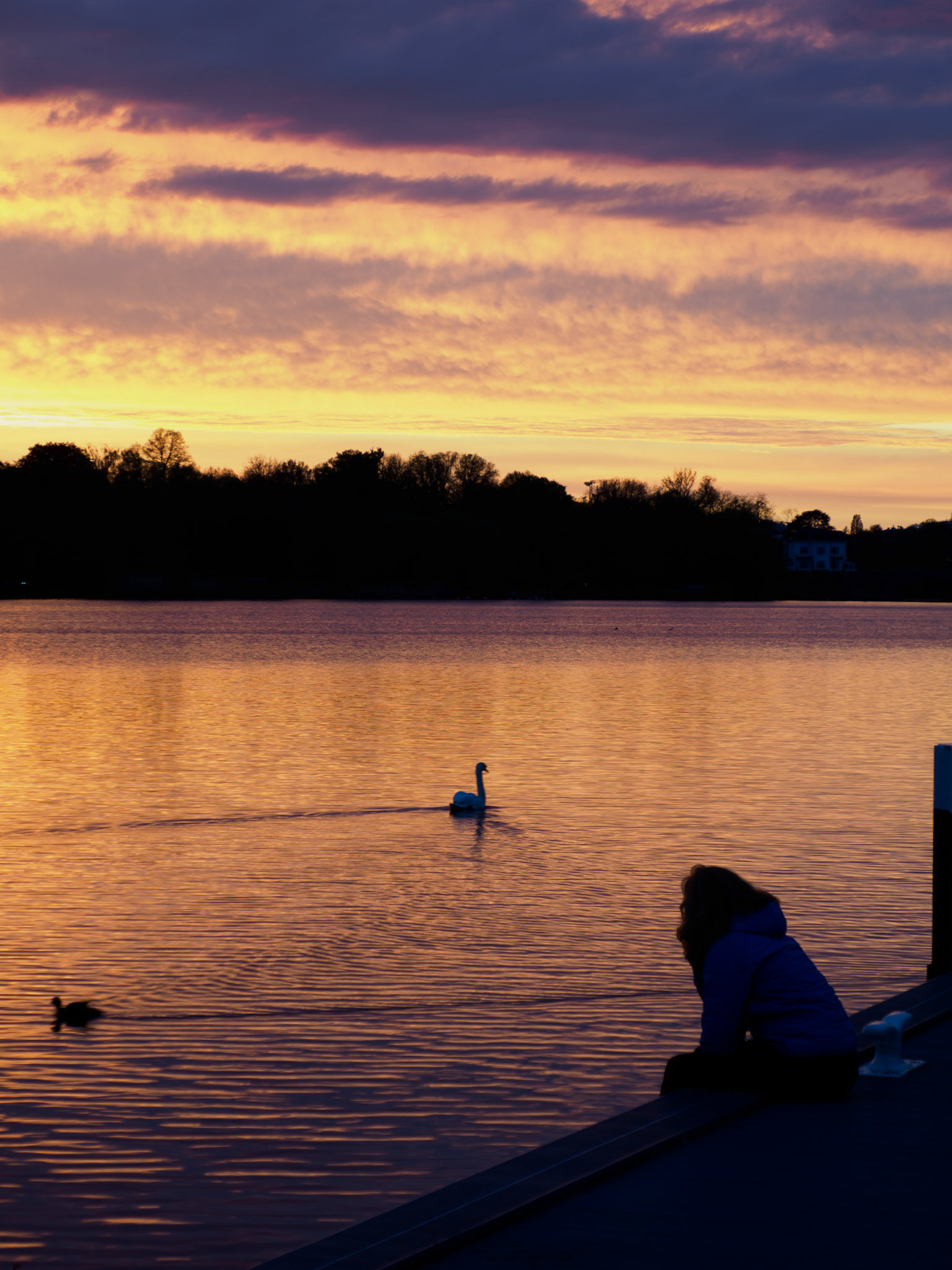 Schwan auf der Alster