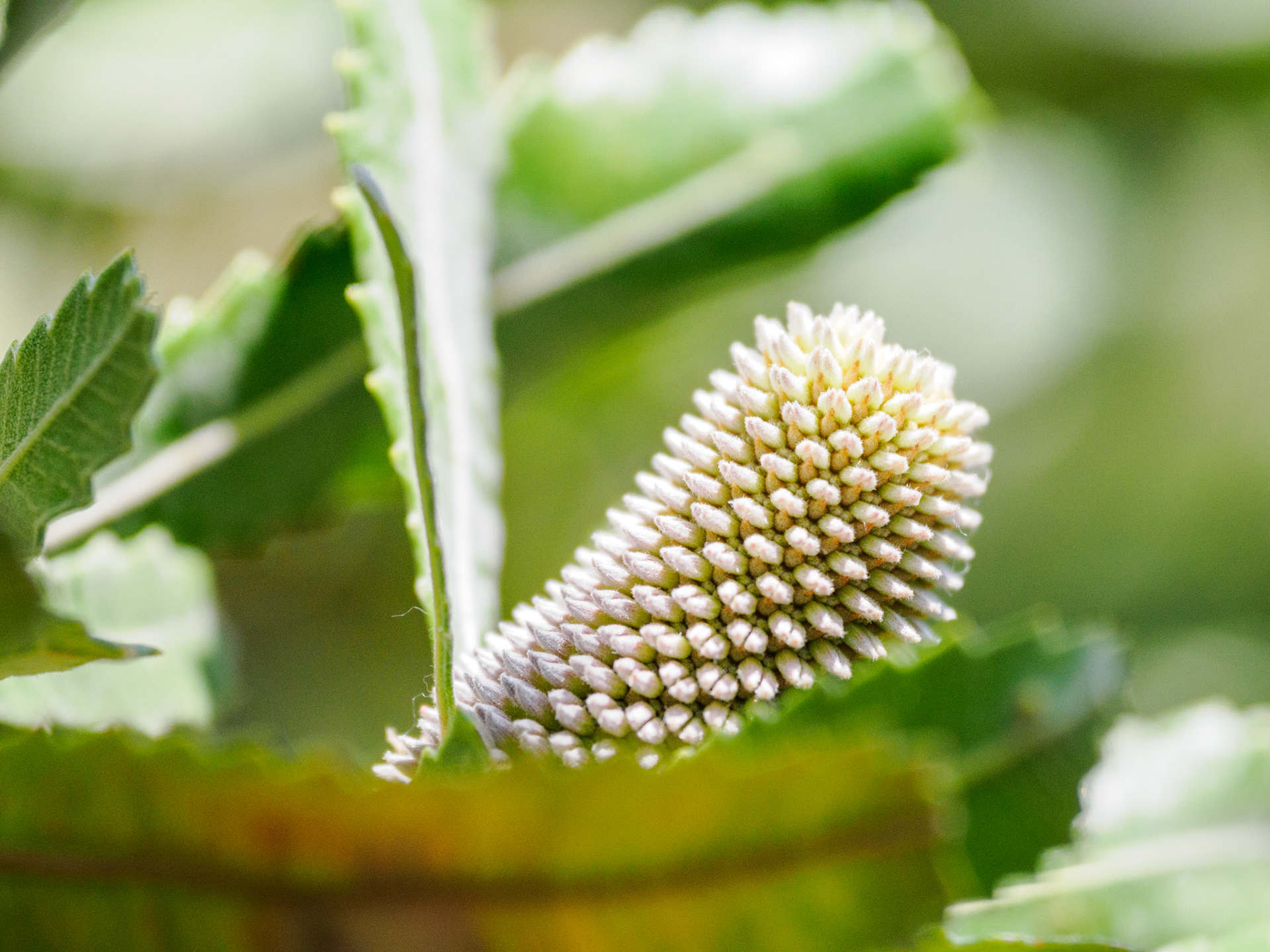 Banksia-Blüte