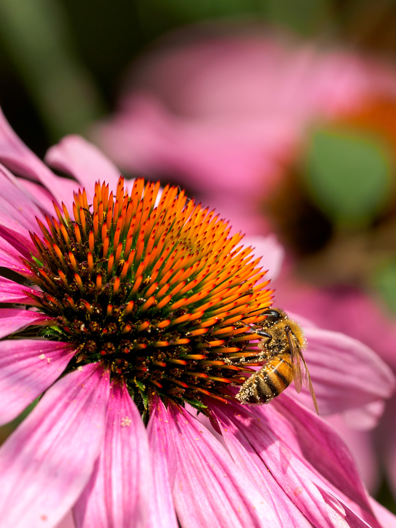Biene auf einem Sonnenhut