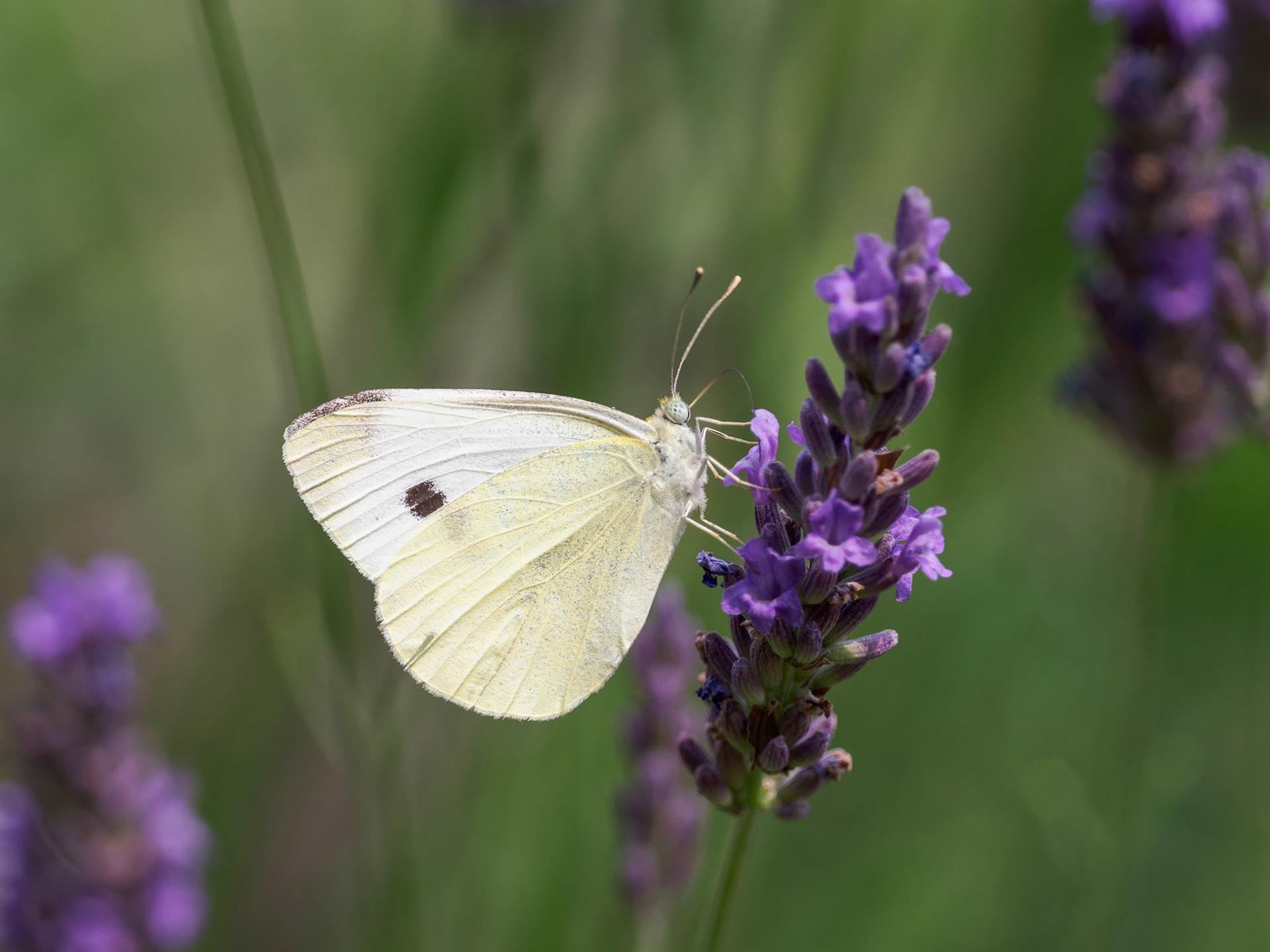 Weißling auf einem Lavendel