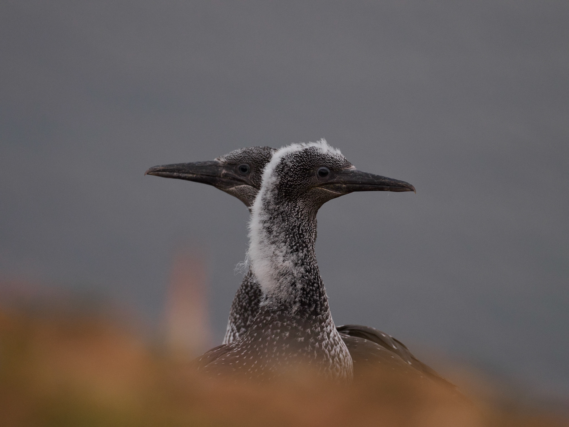 Küken der Basstölpel