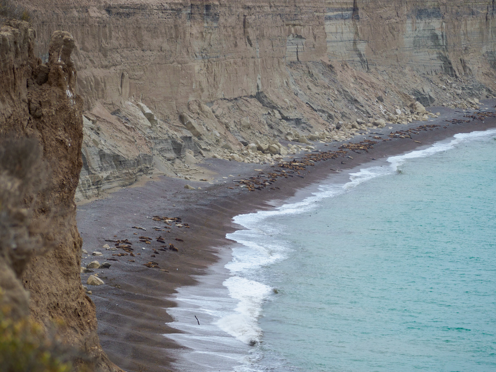 See-Elefanten auf der Peninsula Valdes