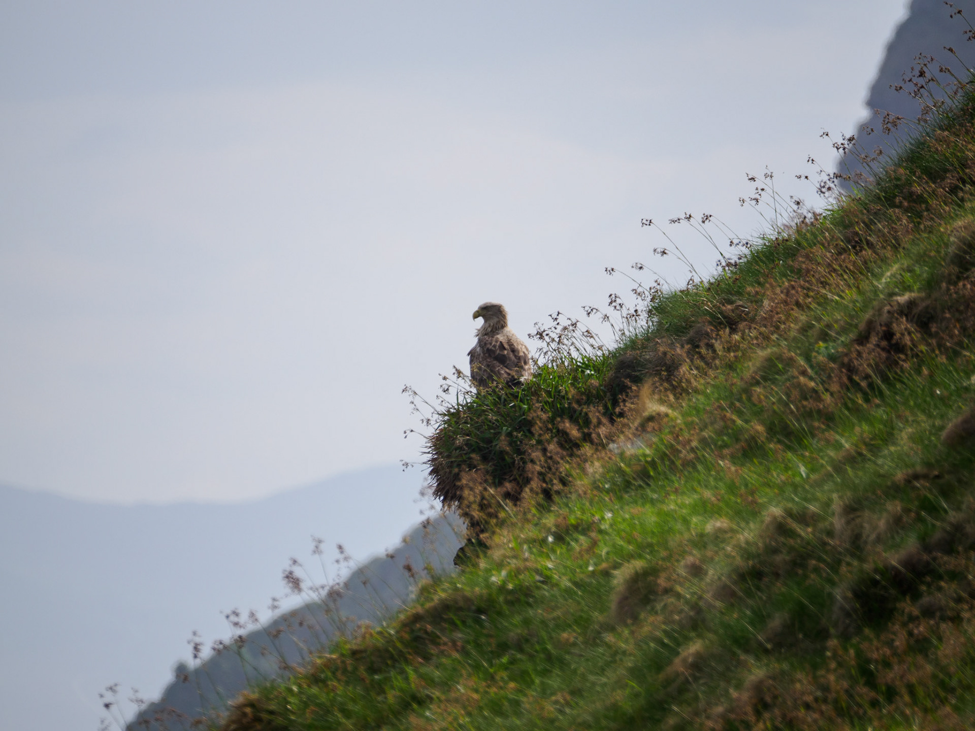 Seeadler auf Runde