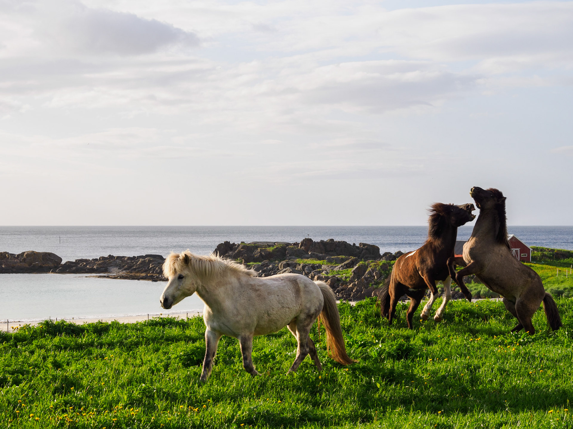 Streit am Fuße des Hoven