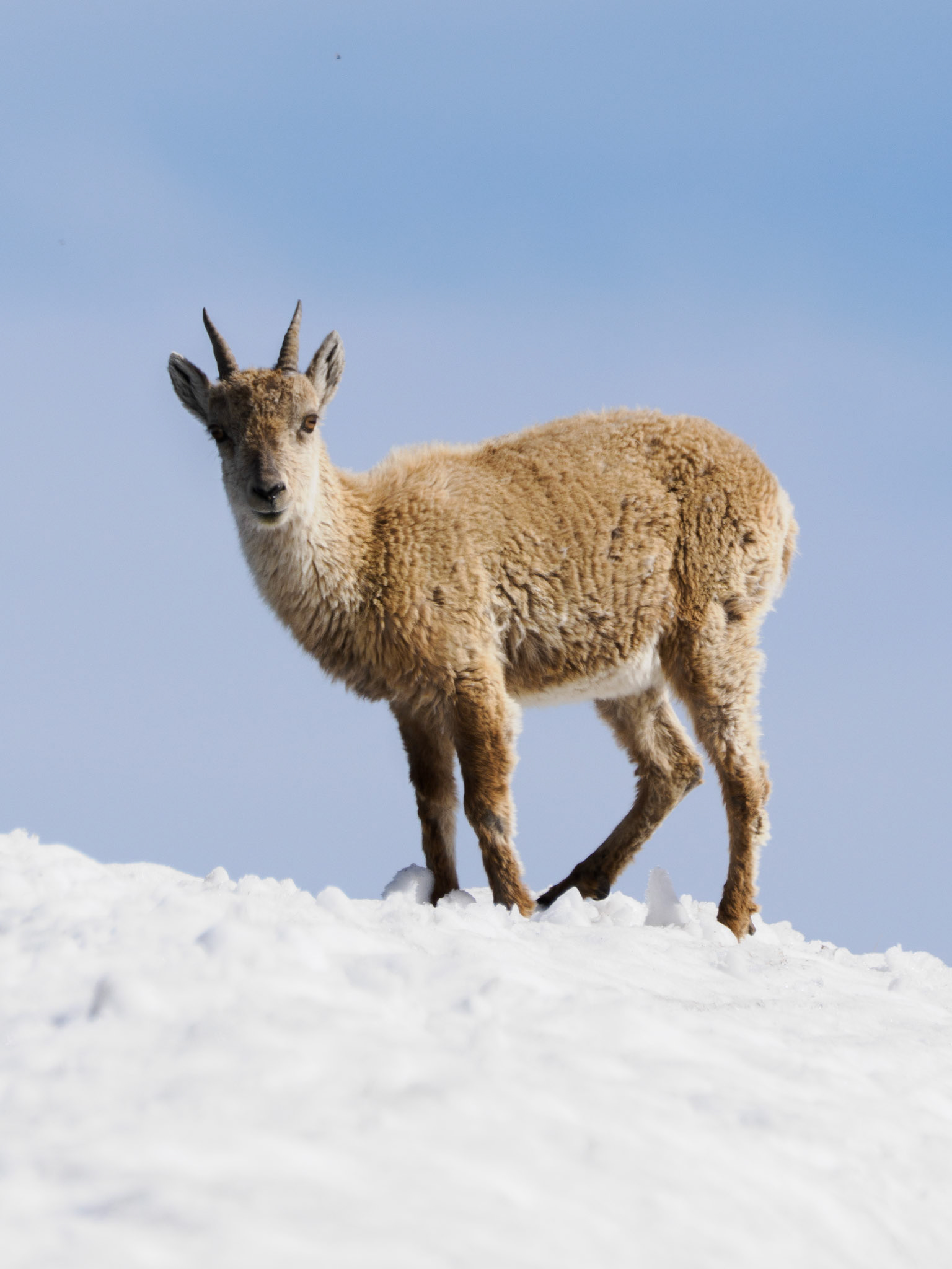 Steinbock