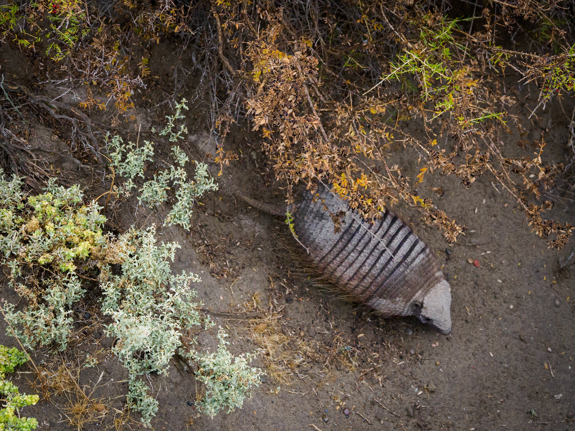 Gürteltier - überraschend fix und schwer zu fotografieren