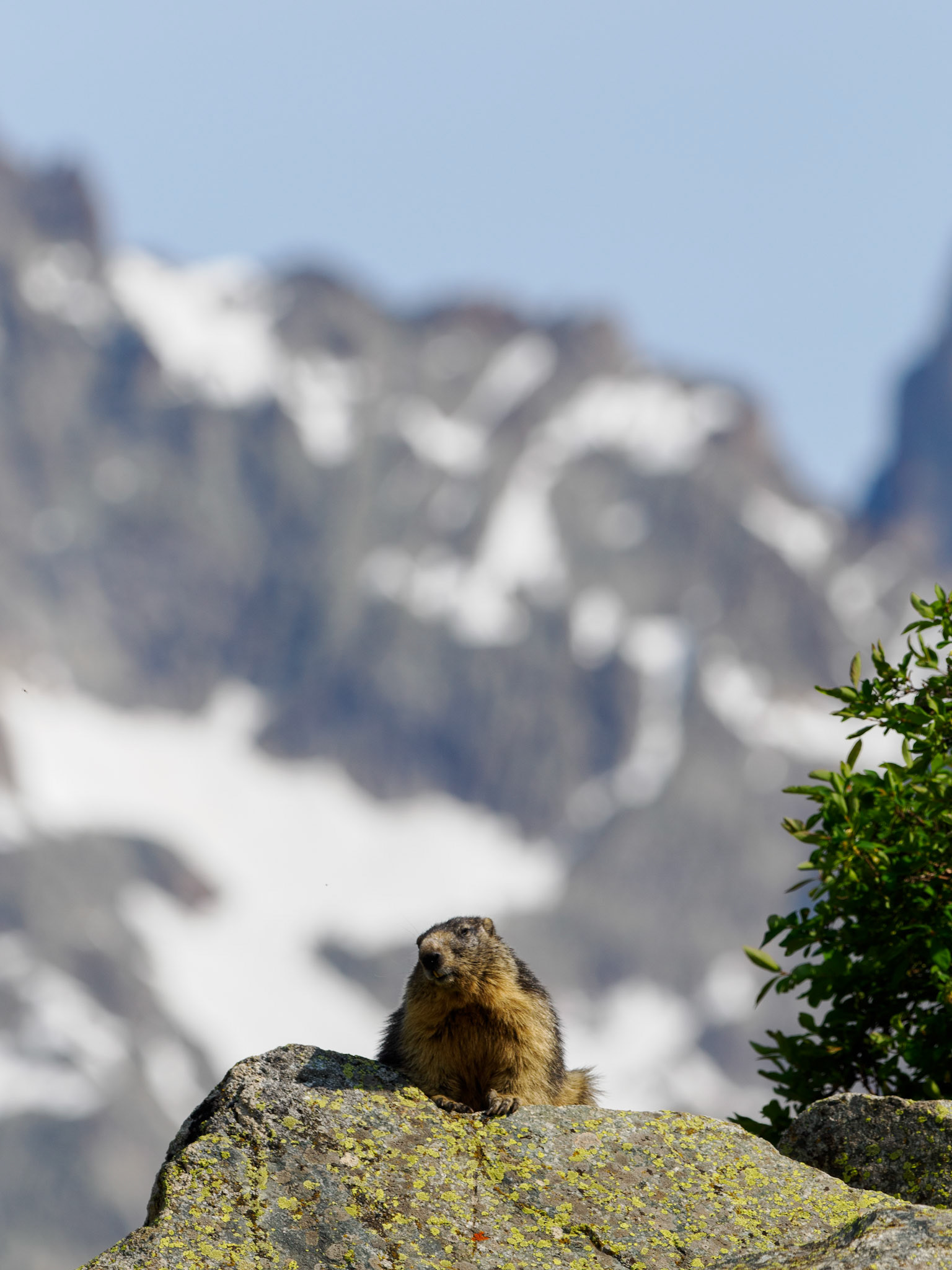 Murmeltier in den Écrins