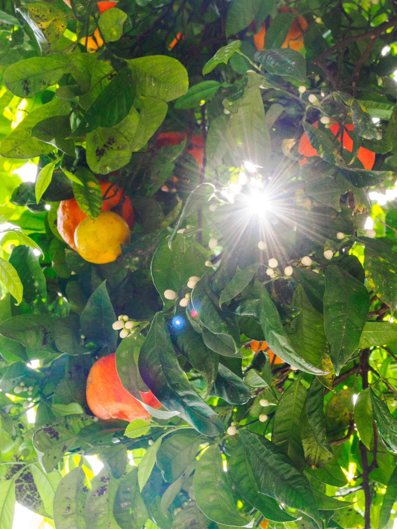 Orangenduft in der Luft