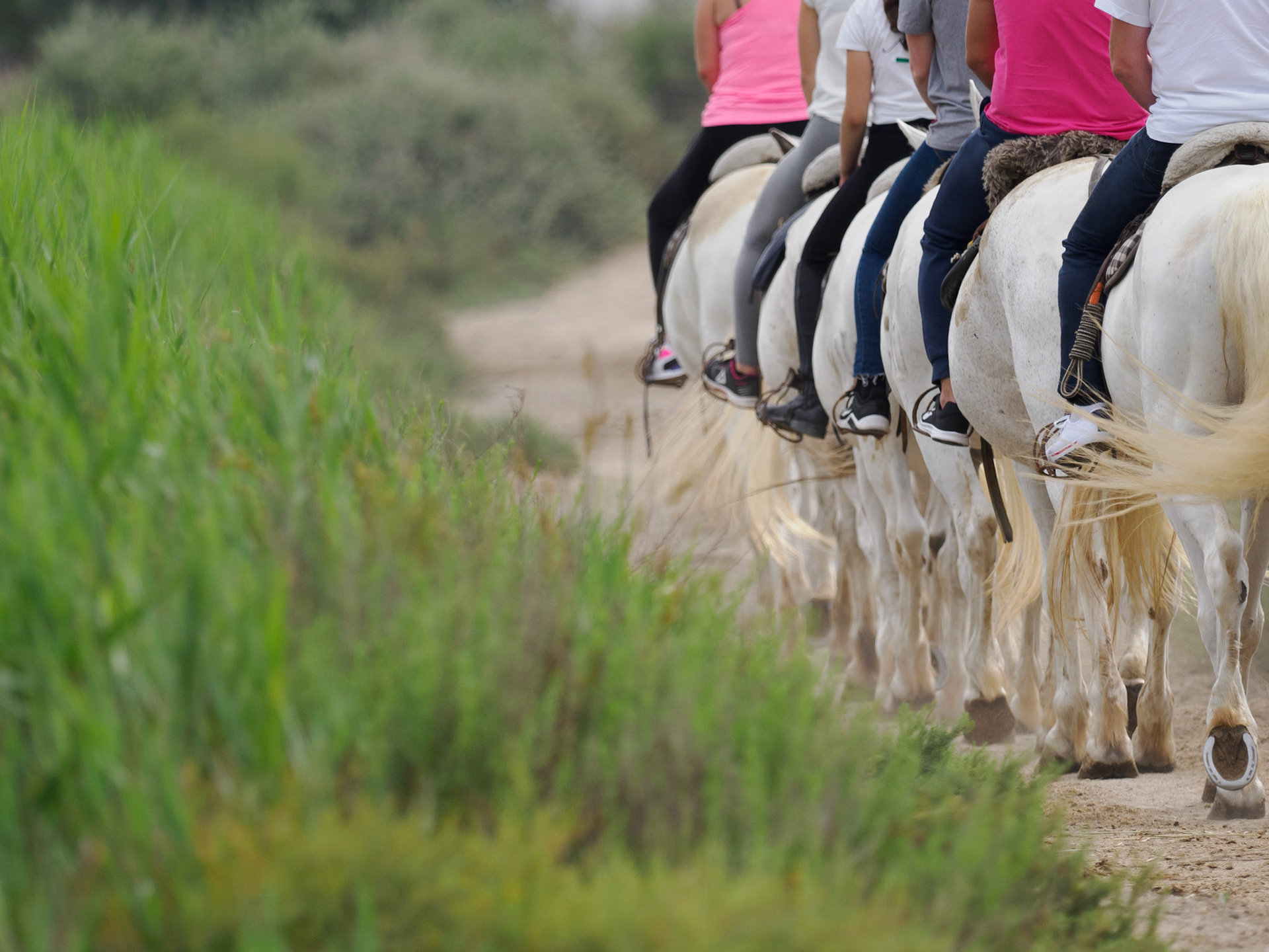 Reiter auf Camargue-Pferden