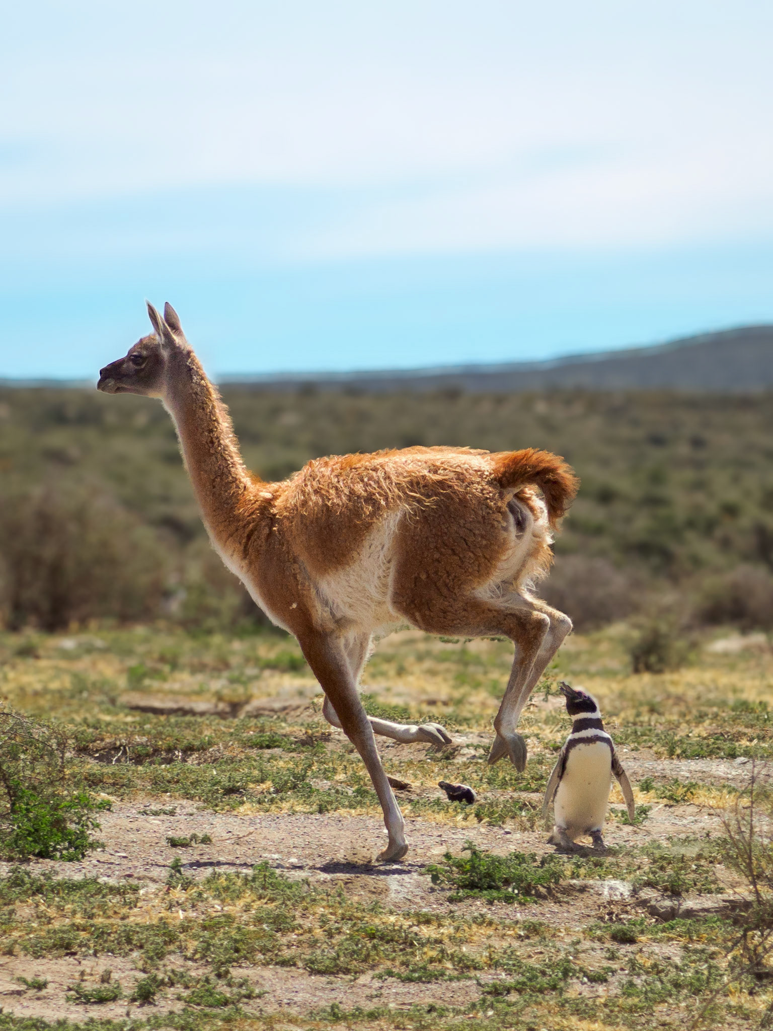 Guanaco und etwas konsternierter Pinguin