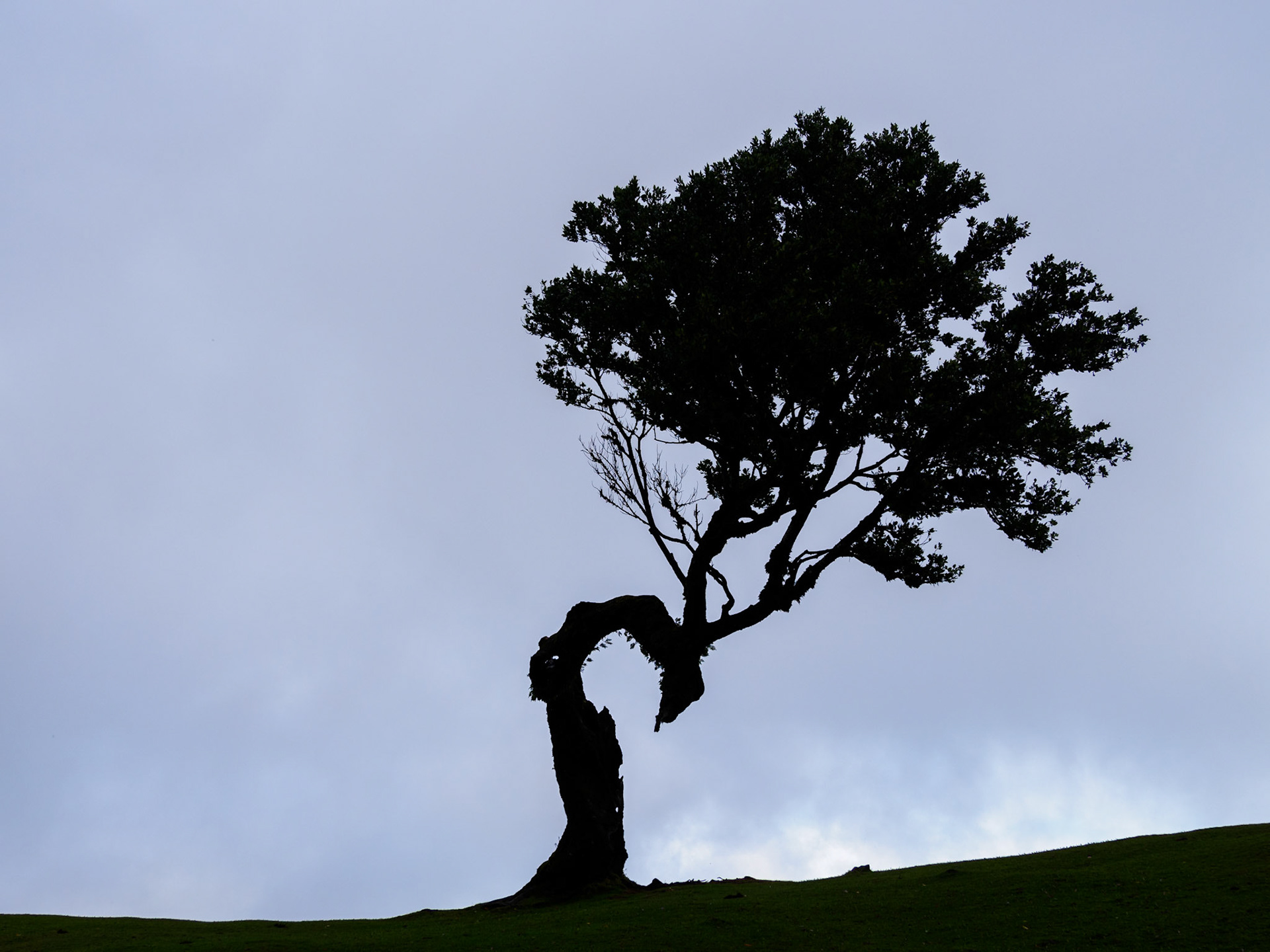 Baum im Fanalwald