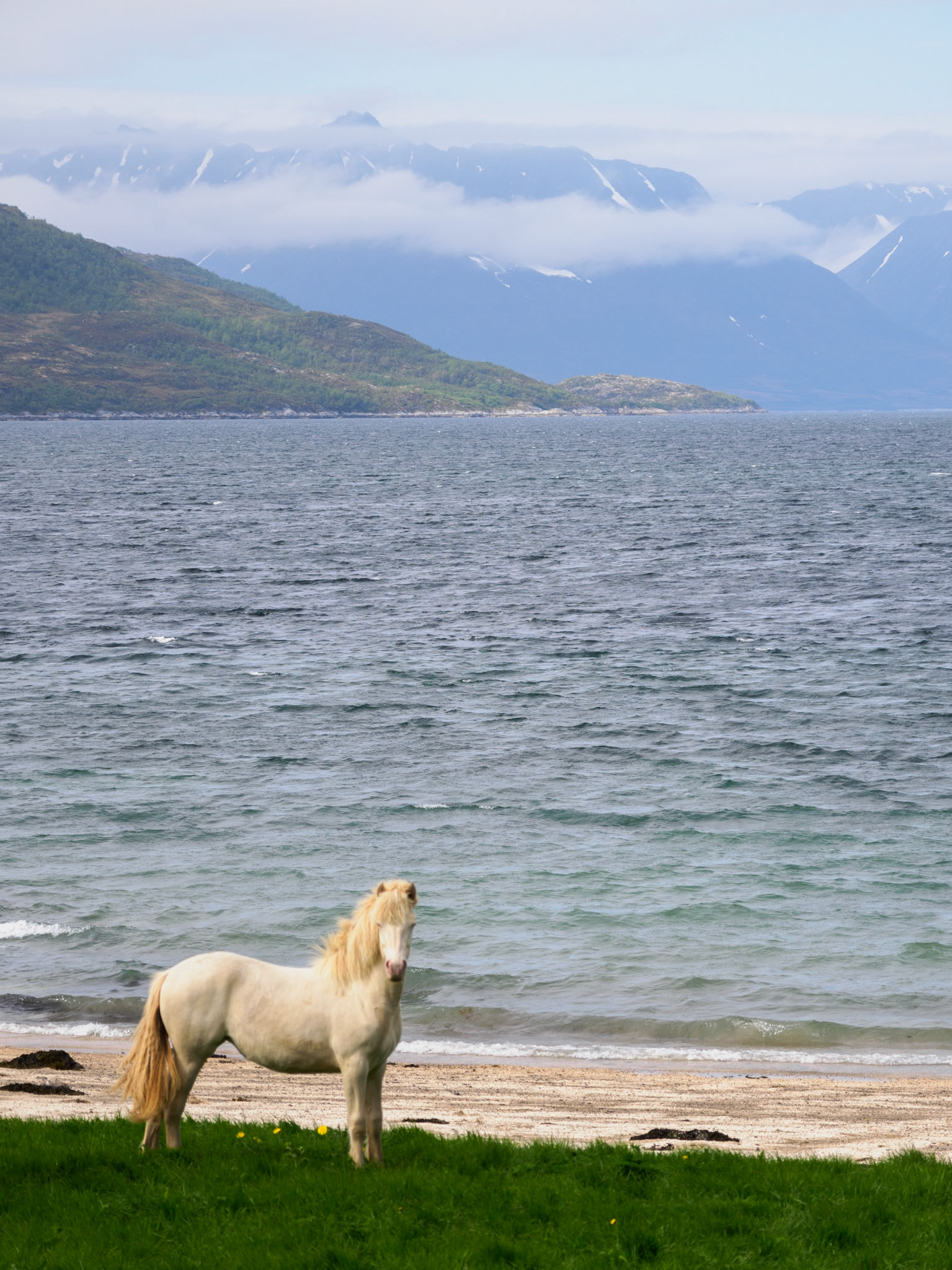 Temperamentvolles Pony