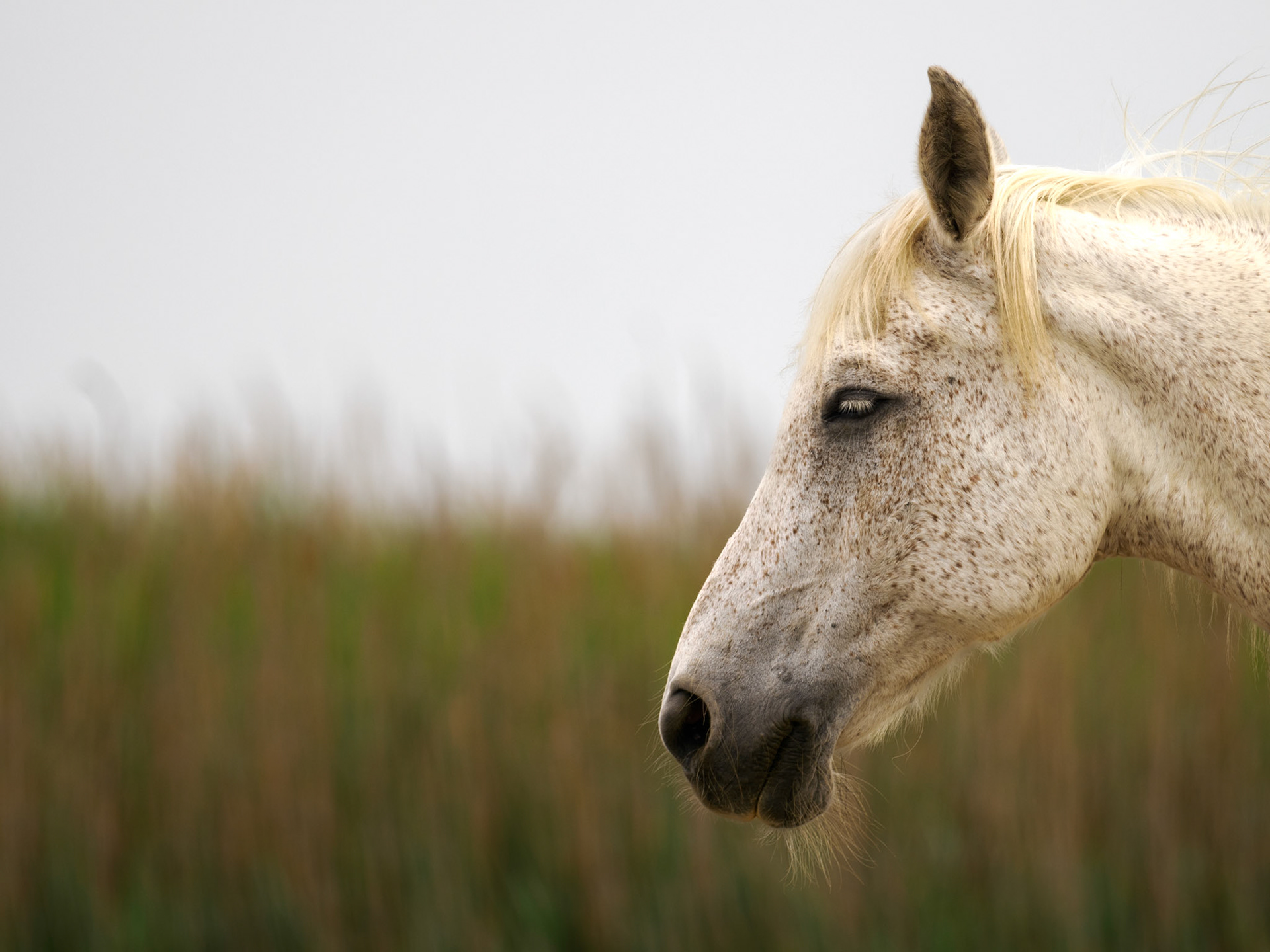 Camargue-Pferd