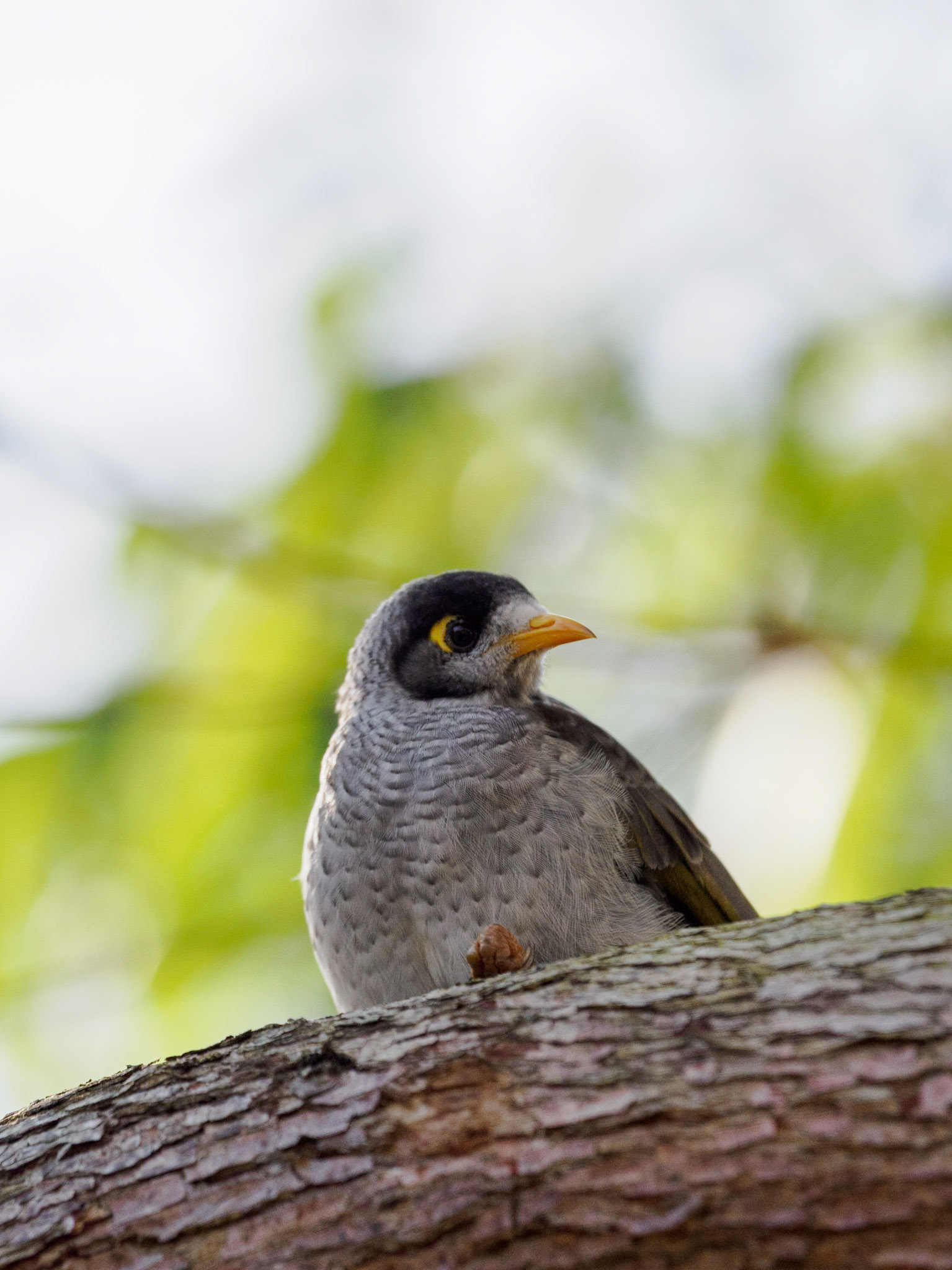 Weißstirn-Schwatzvogel