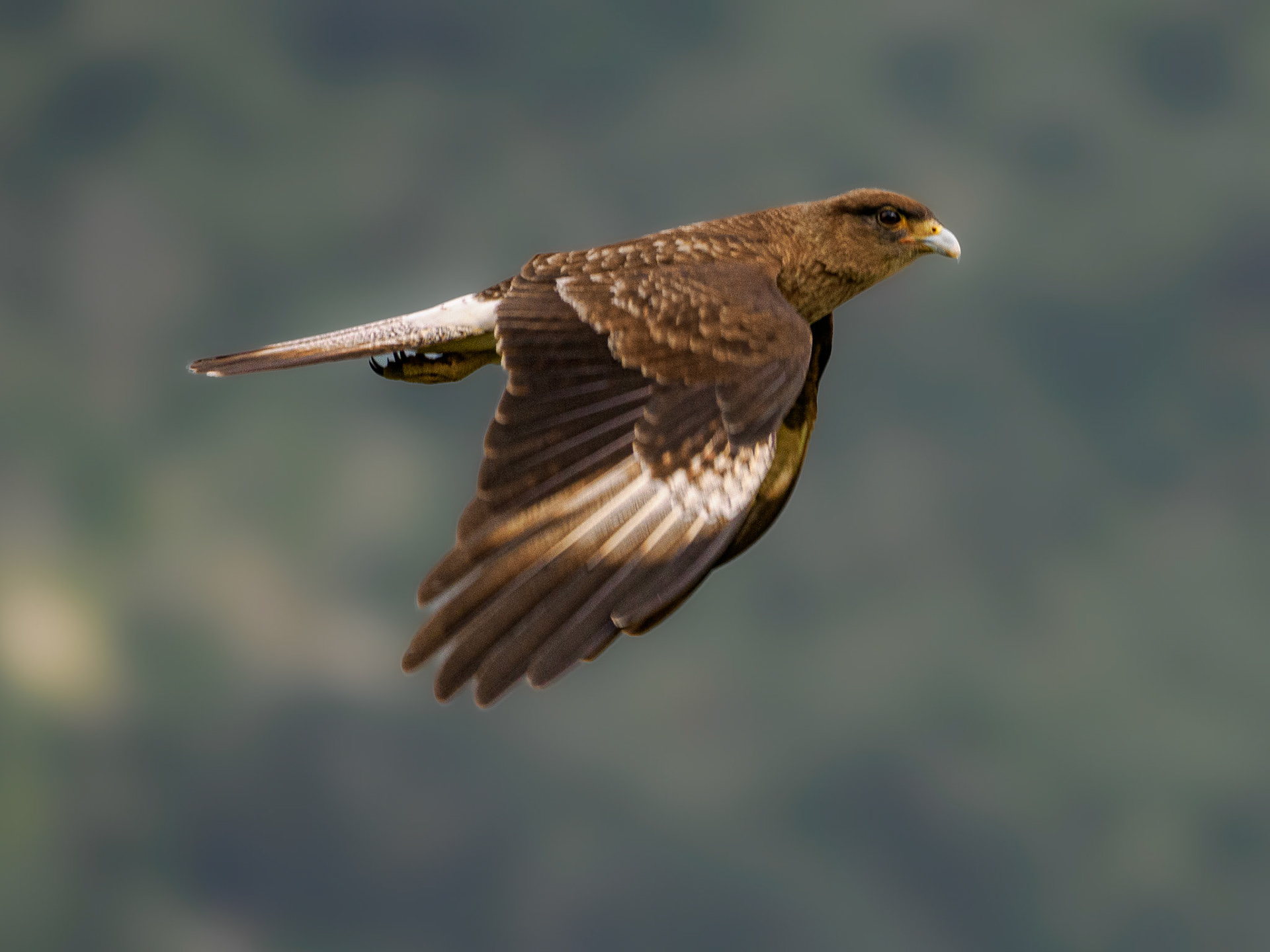 Chimangokarakara im Flug