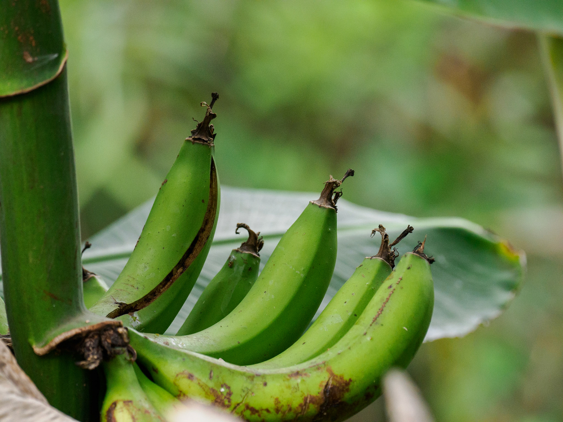Es gibt viele Bananenplantagen