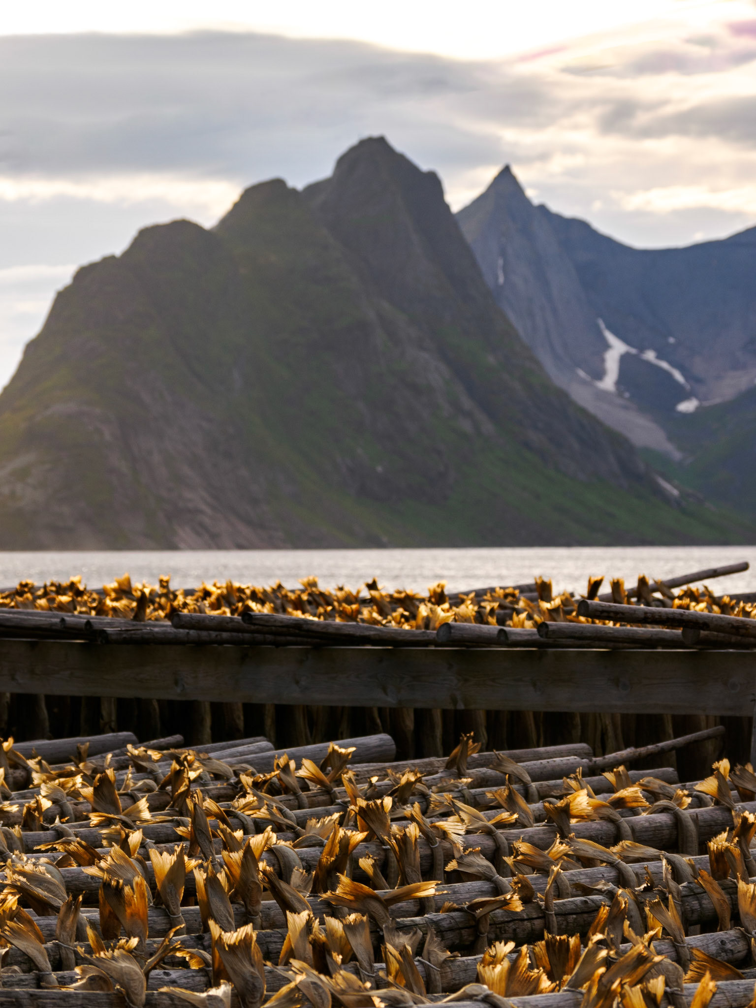 Der Tørrfisk (Stockfisch) trocknet auf Holzgestellen