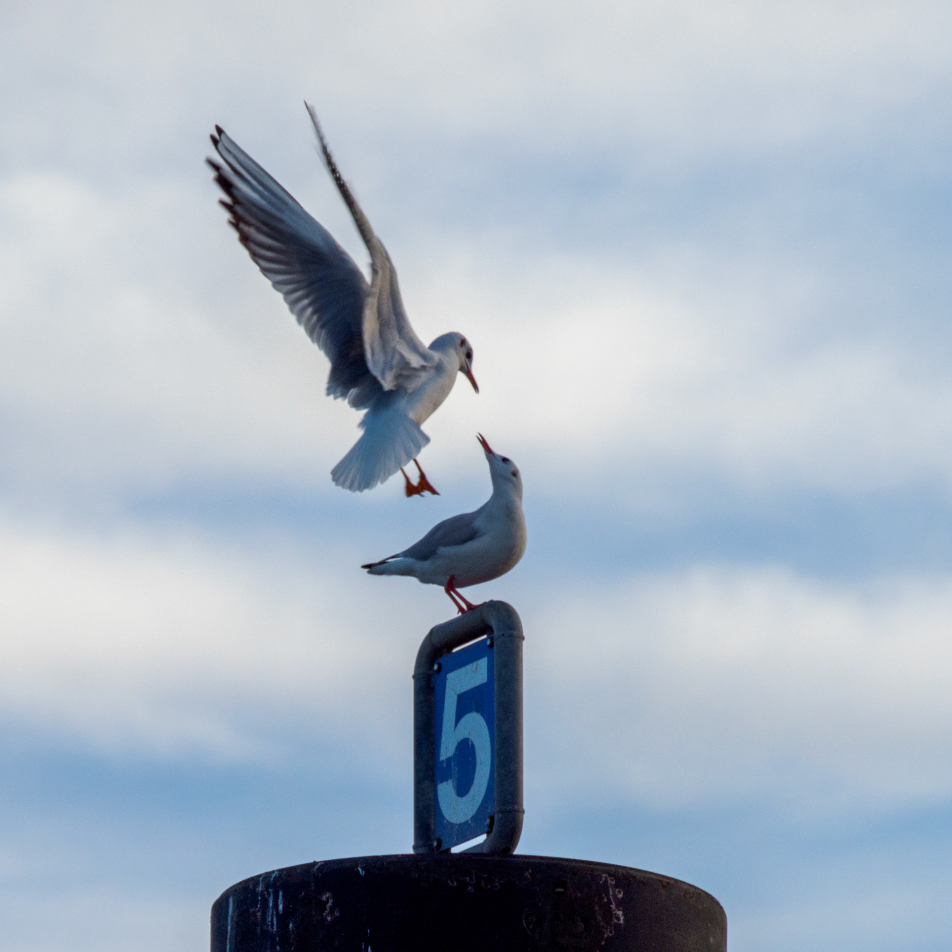 Möwen im Hamburger Hafen