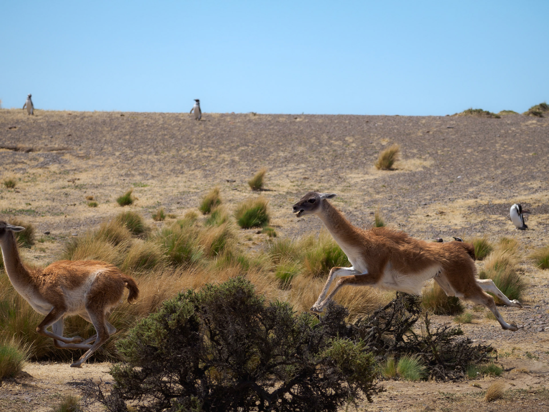 Guanacos im Revierkampf