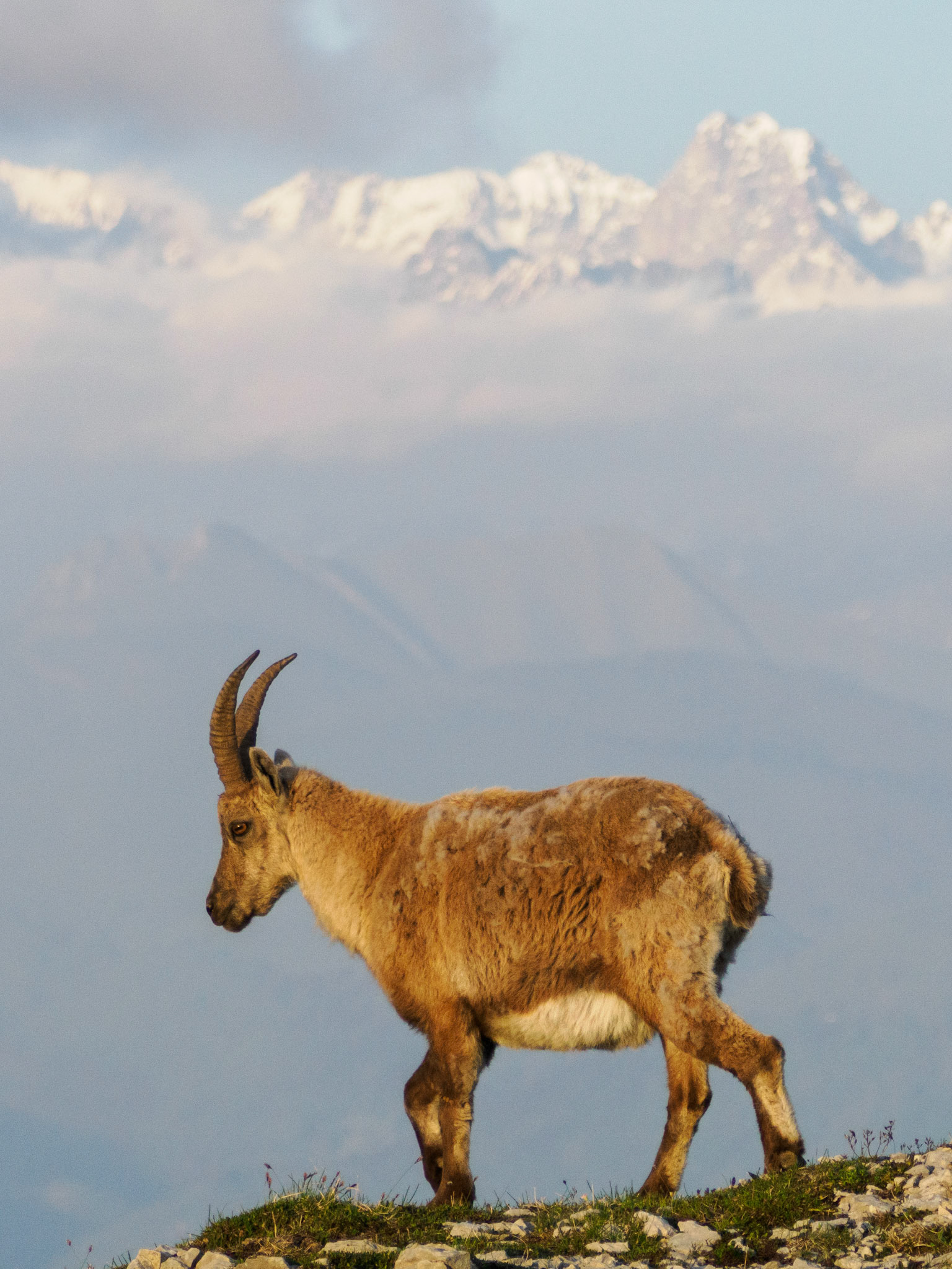 Steinbock