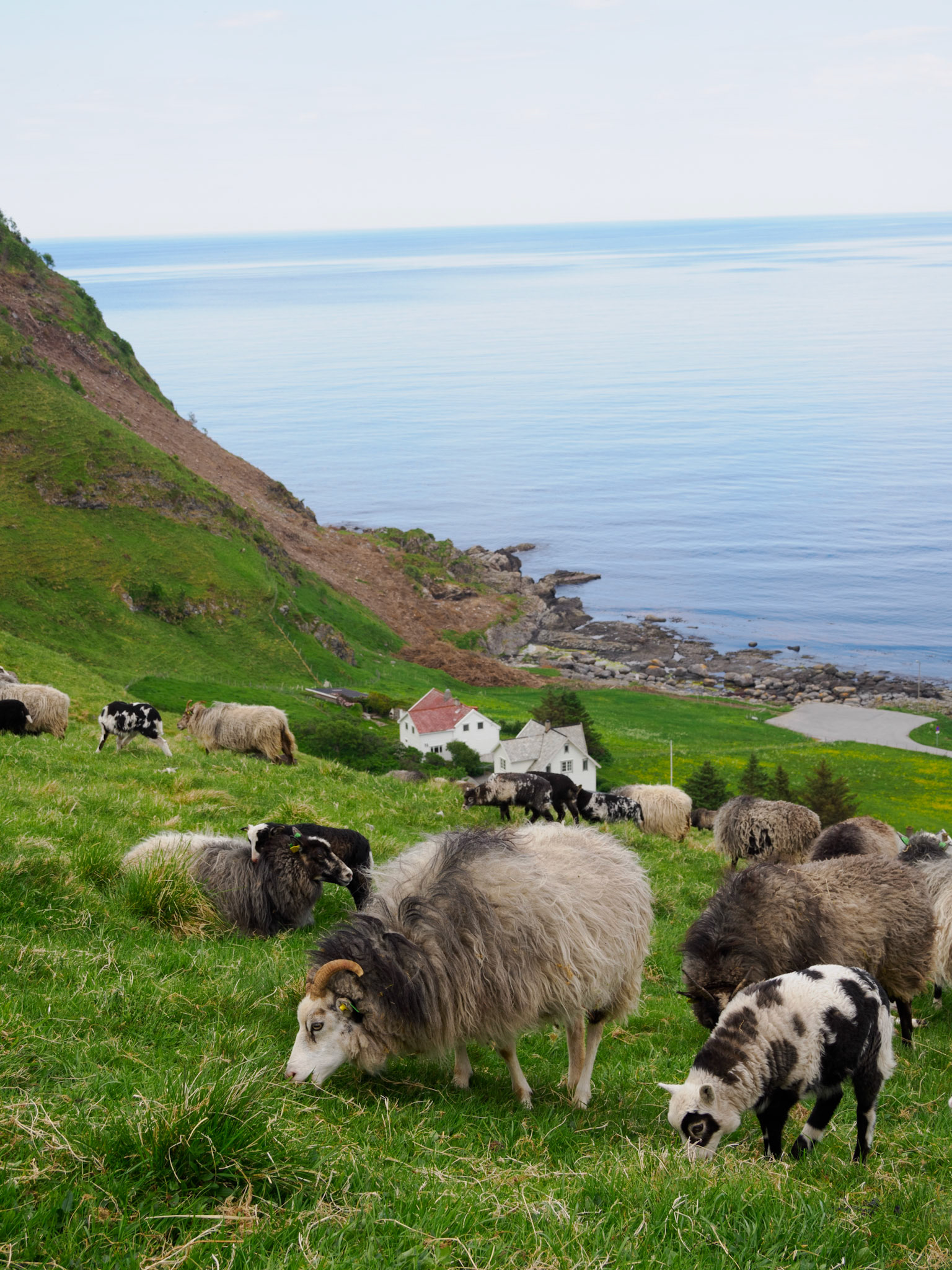 Schafe auf der Insel Runde