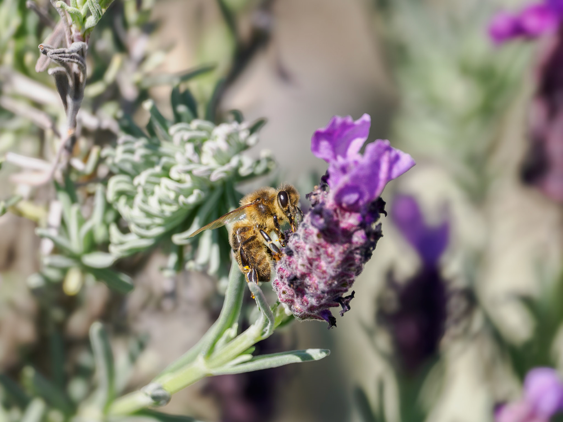Lavendel