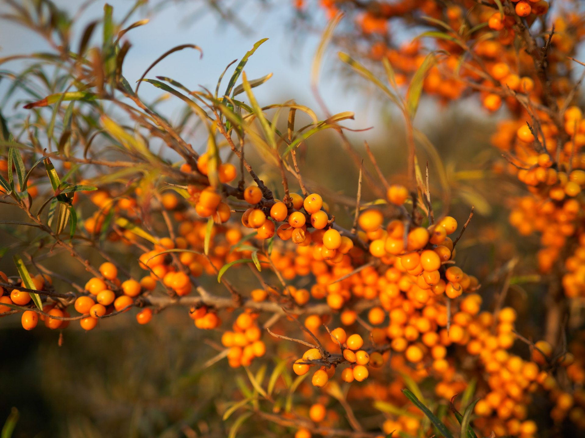 Sanddorn auf der 'Düne'