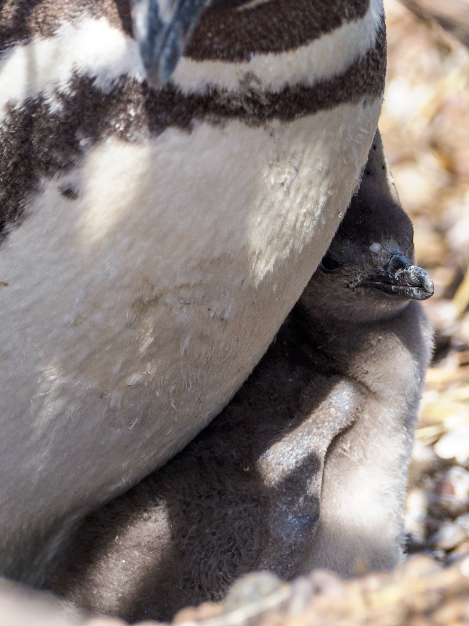 Magellanpinguinküken
