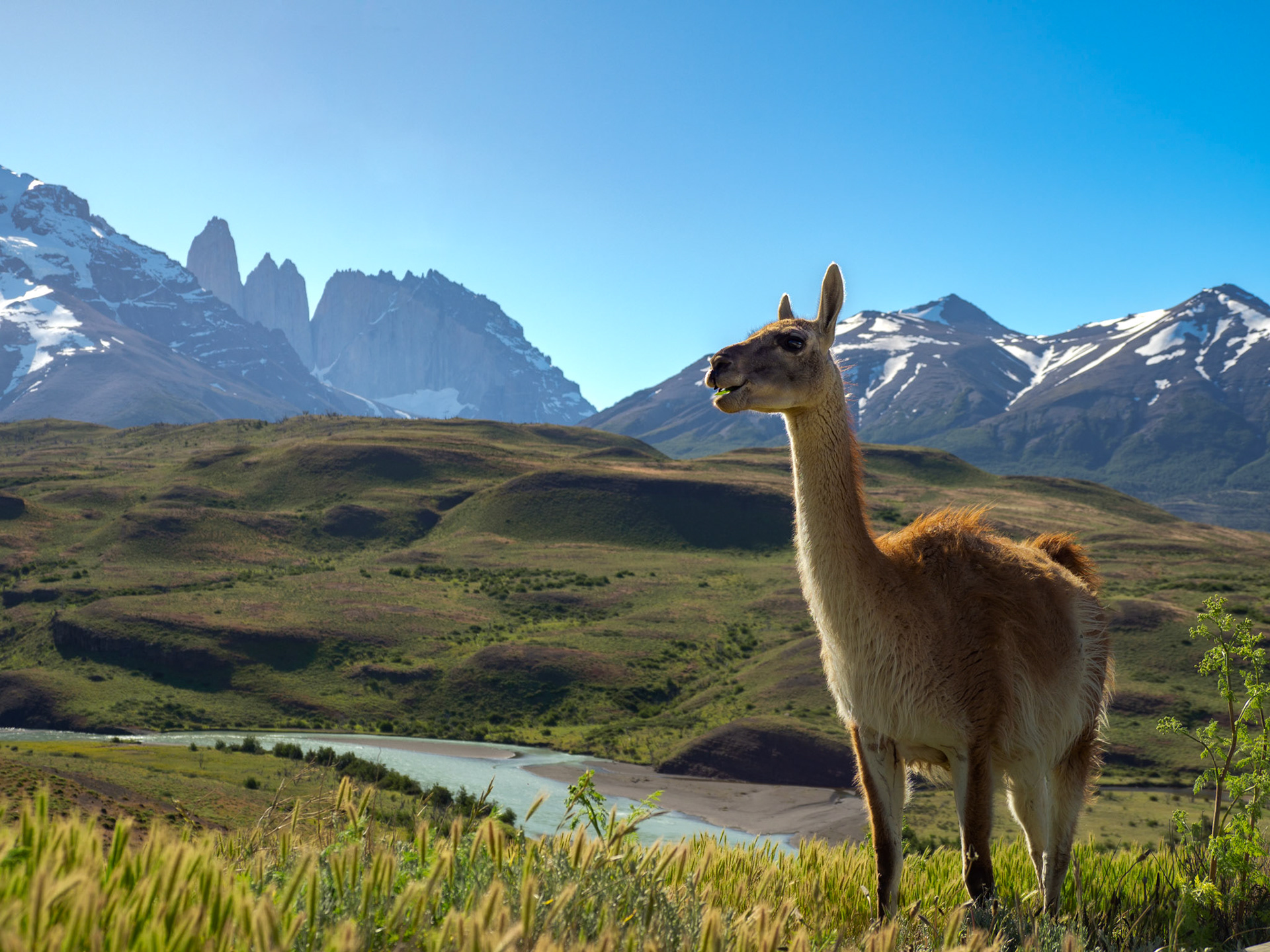 Guanaco im Torres del Paine