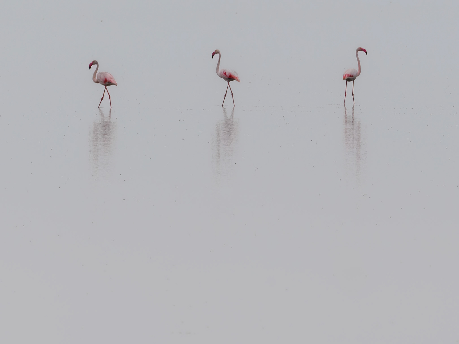 Flamingos in einer Salzlagune