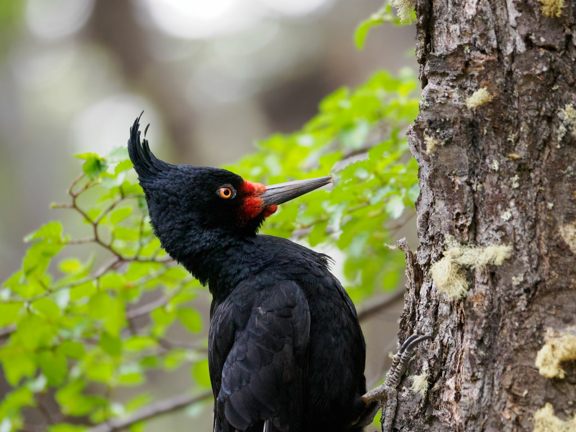Magellanspechtweibchen
