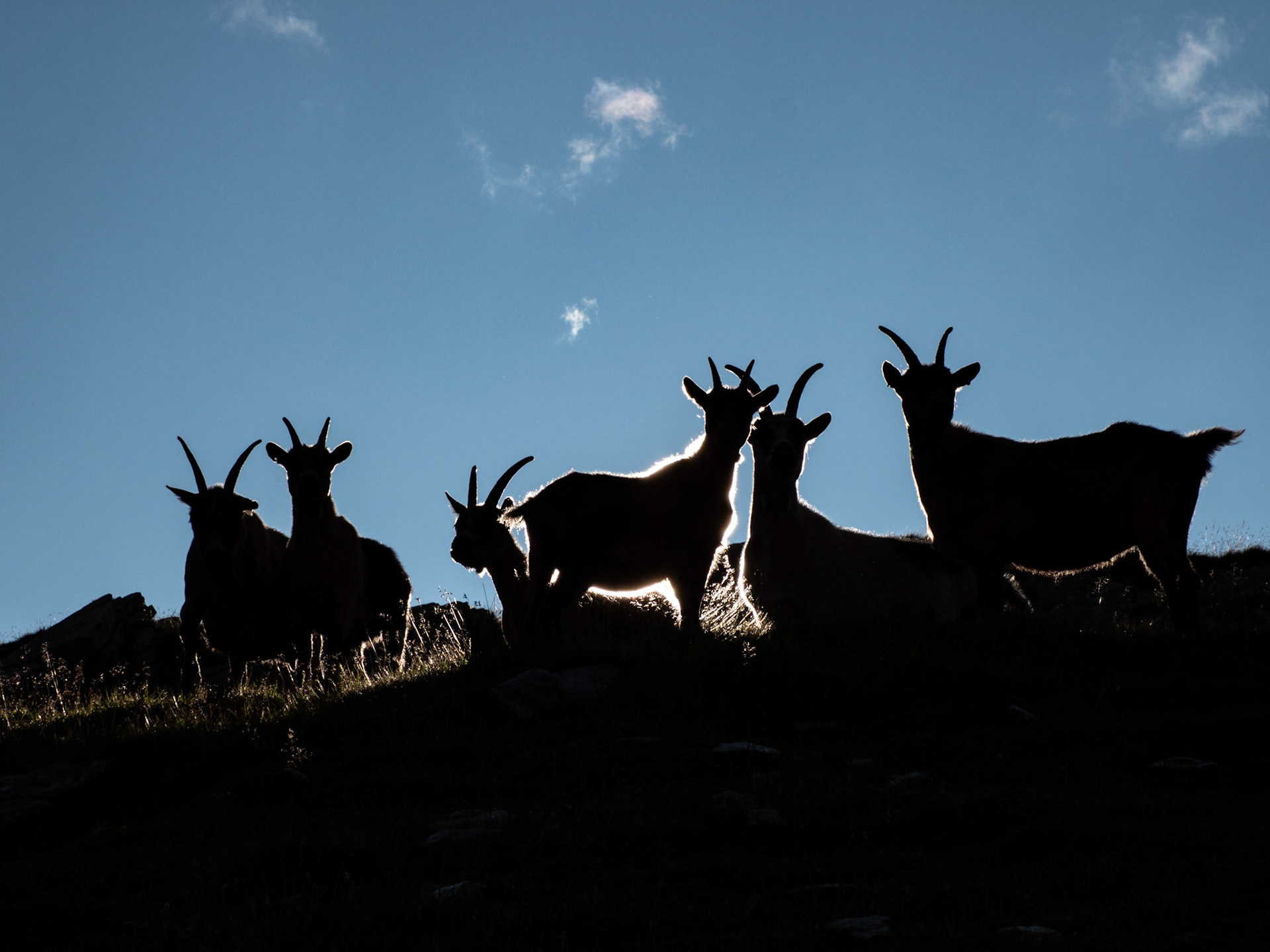 Ziegen in den Südtiroler Alpen