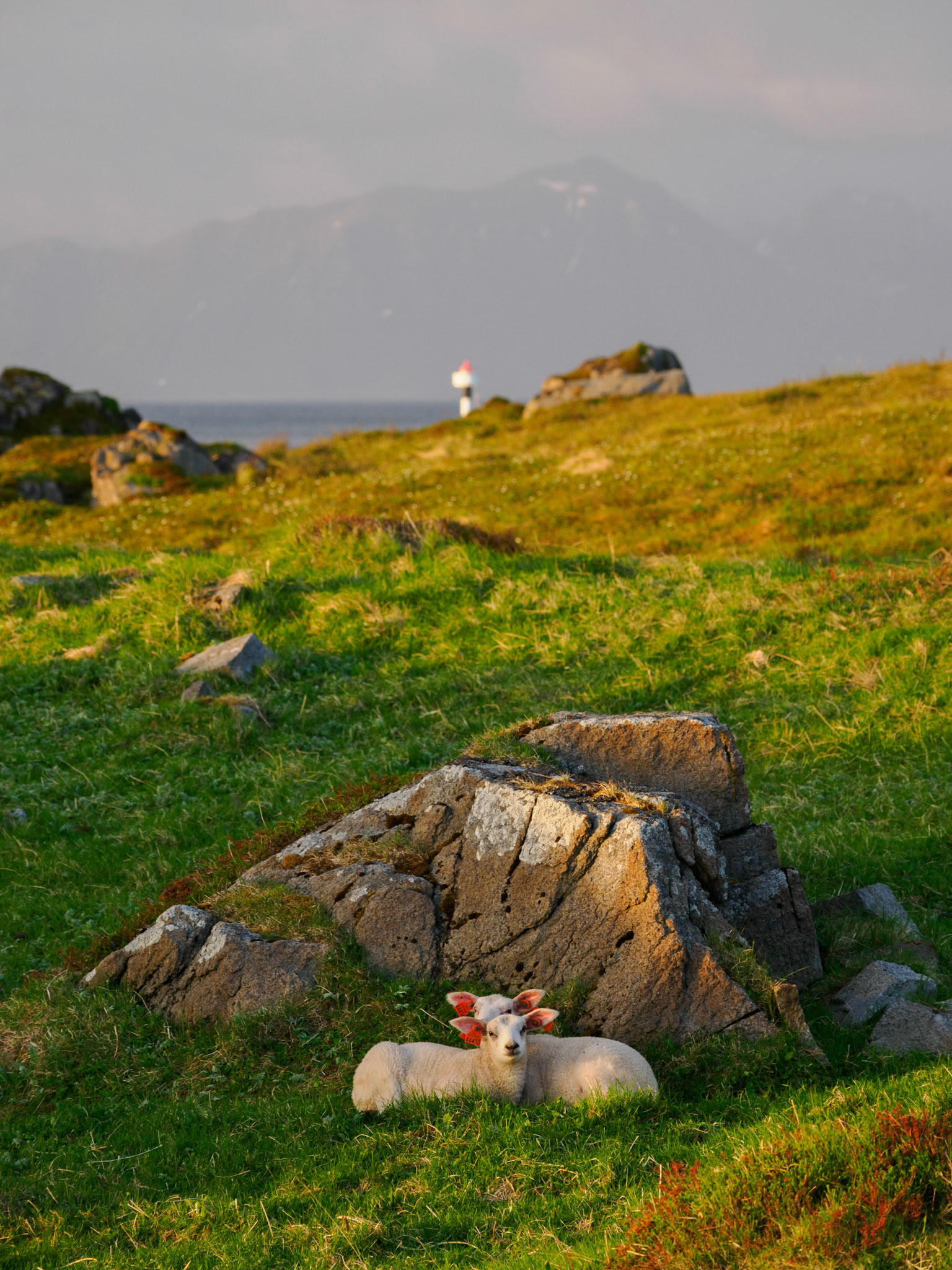 Mitternachtssonne am Strand von Kvalnes - 23:21