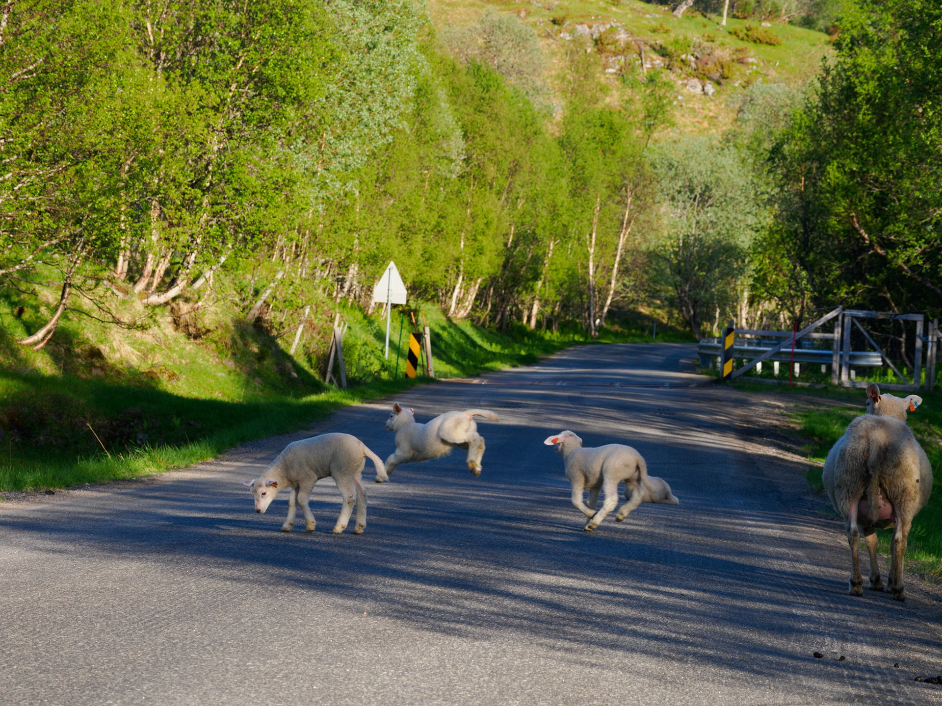 Da bekommt "Wackeln wie ein Lämmerschwanz" eine neue Bedeutung