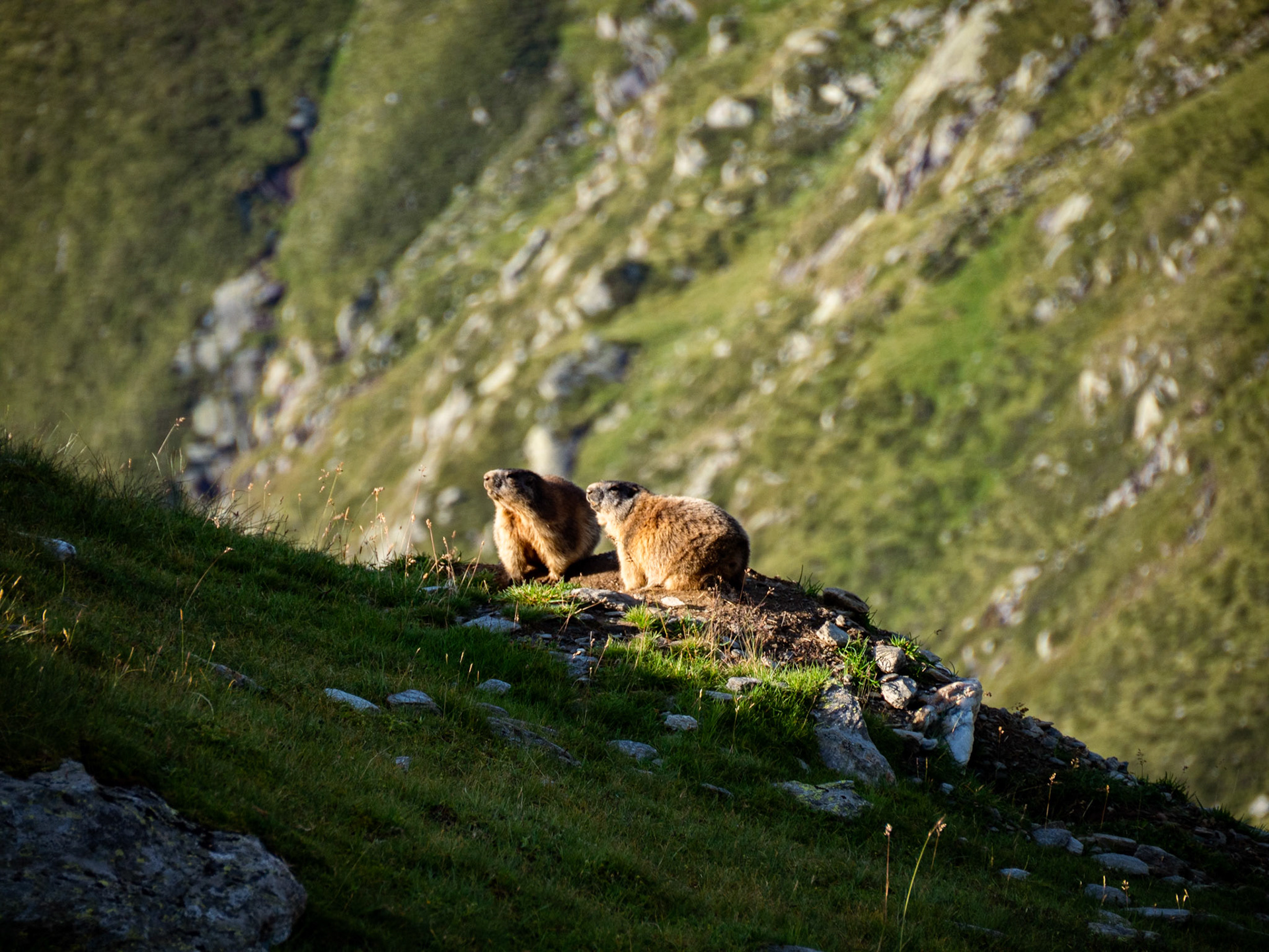 Murmeltiere am Sonnenbaden