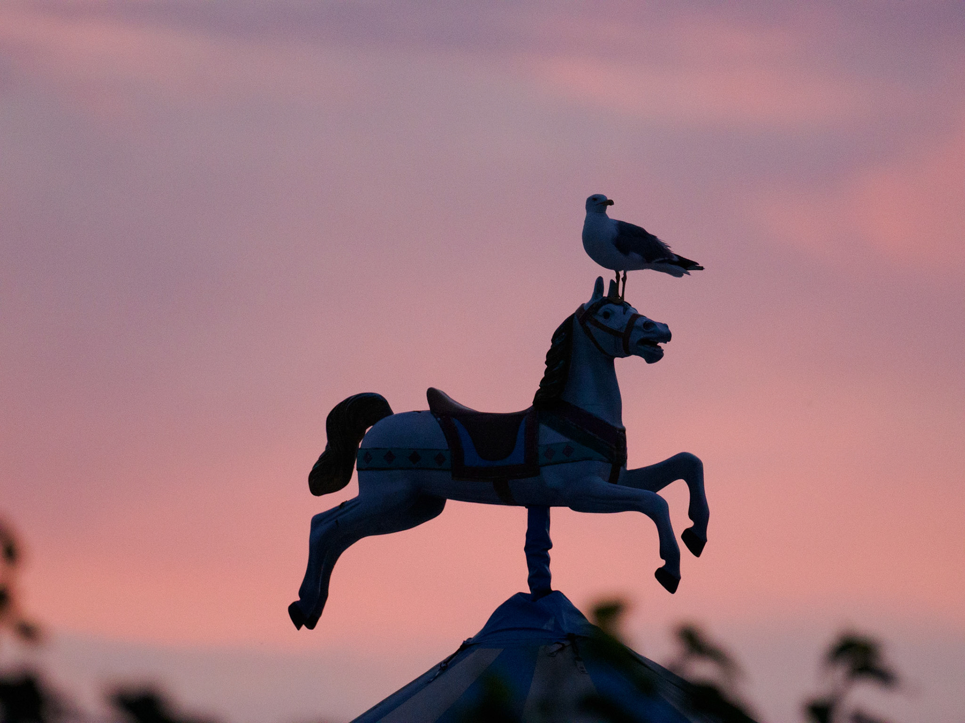 Möwe auf dem Carrousel des Arènes in Saintes Maries de la Mer