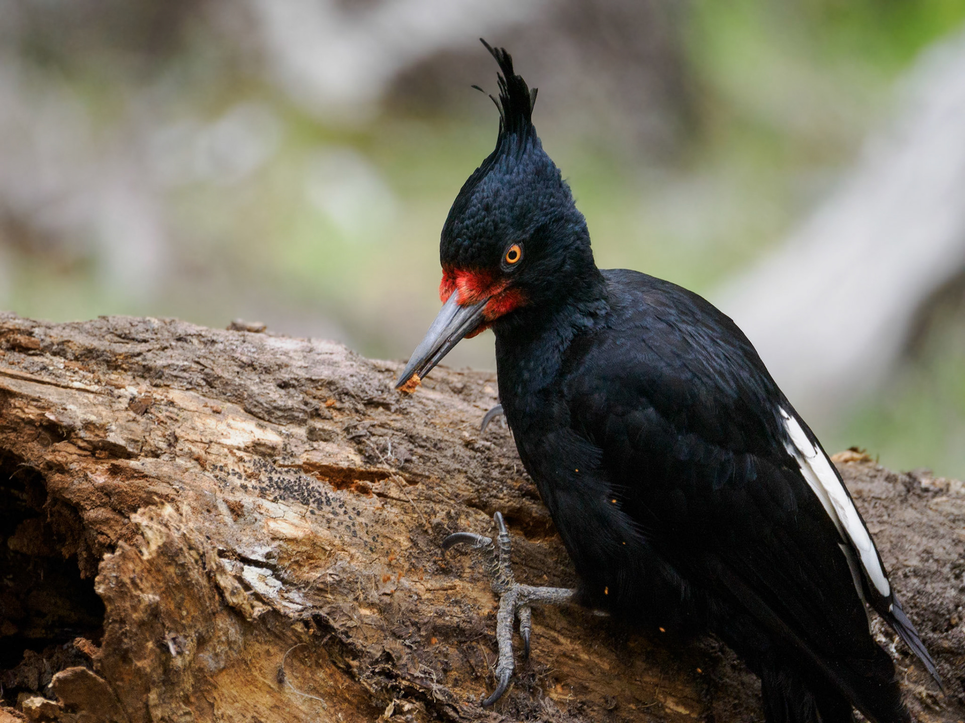 Magellanspechtweibchen