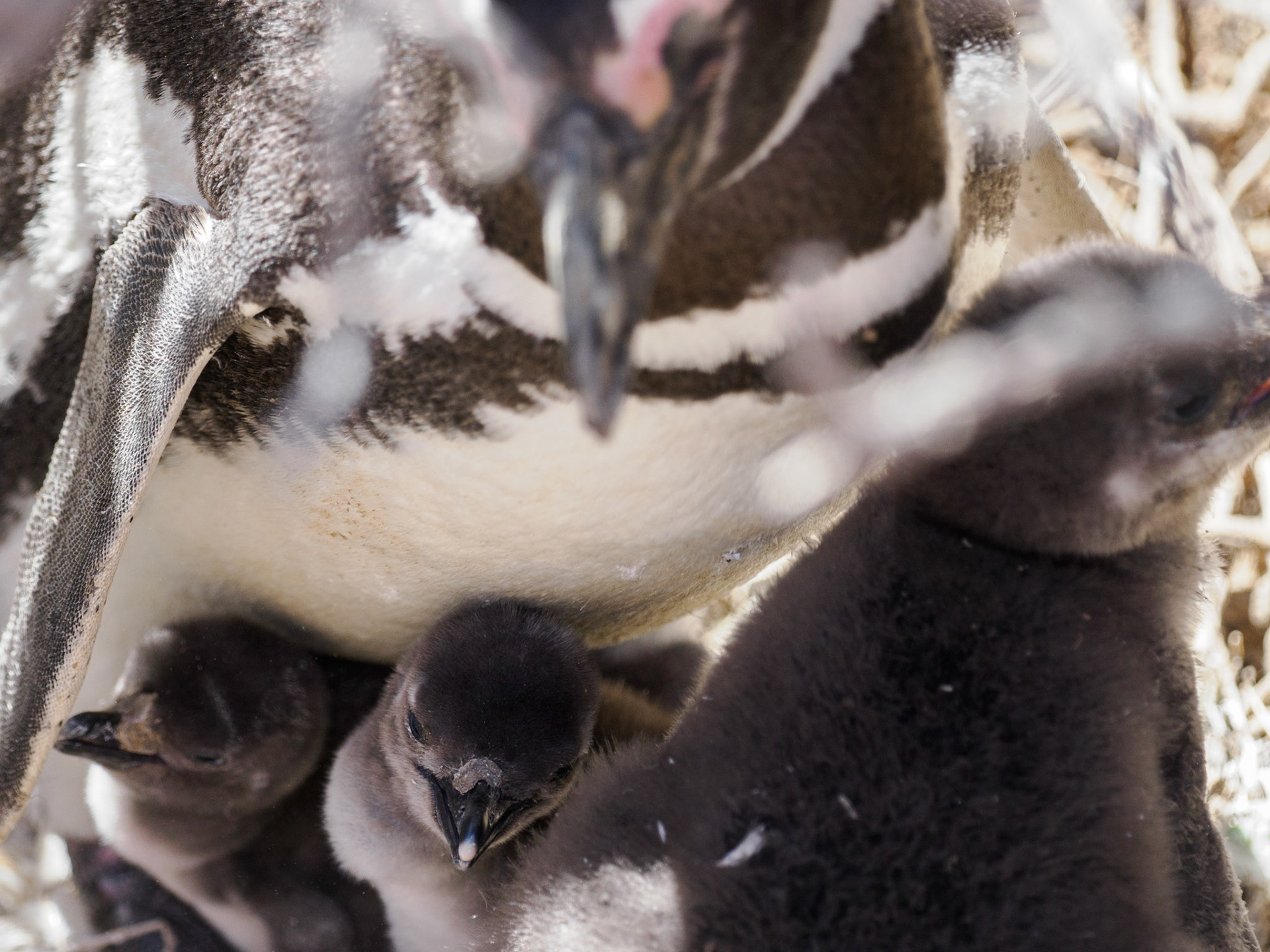 Magellanpinguinfamilie mit Küken