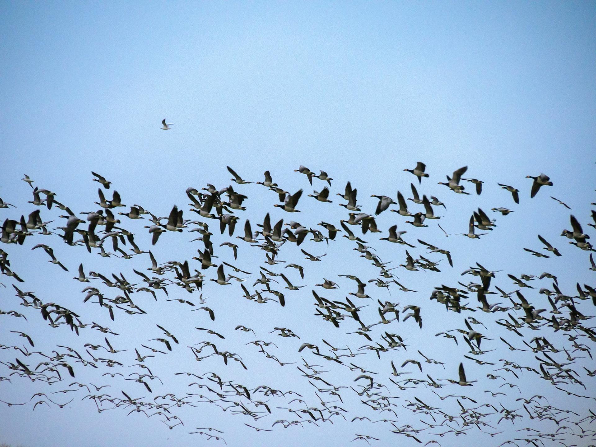 Naturschutzgebiet Barsbeker See