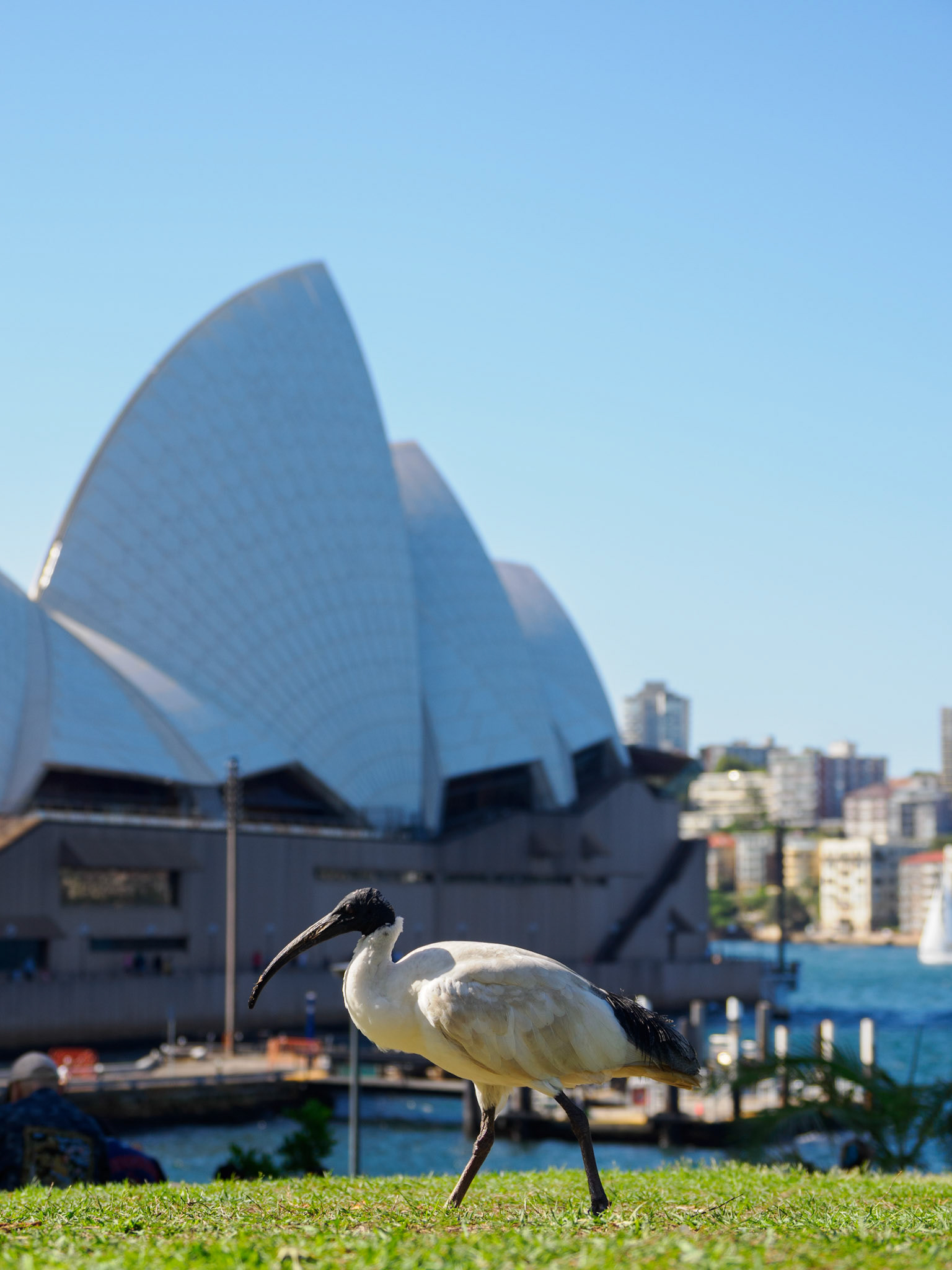 Australibis