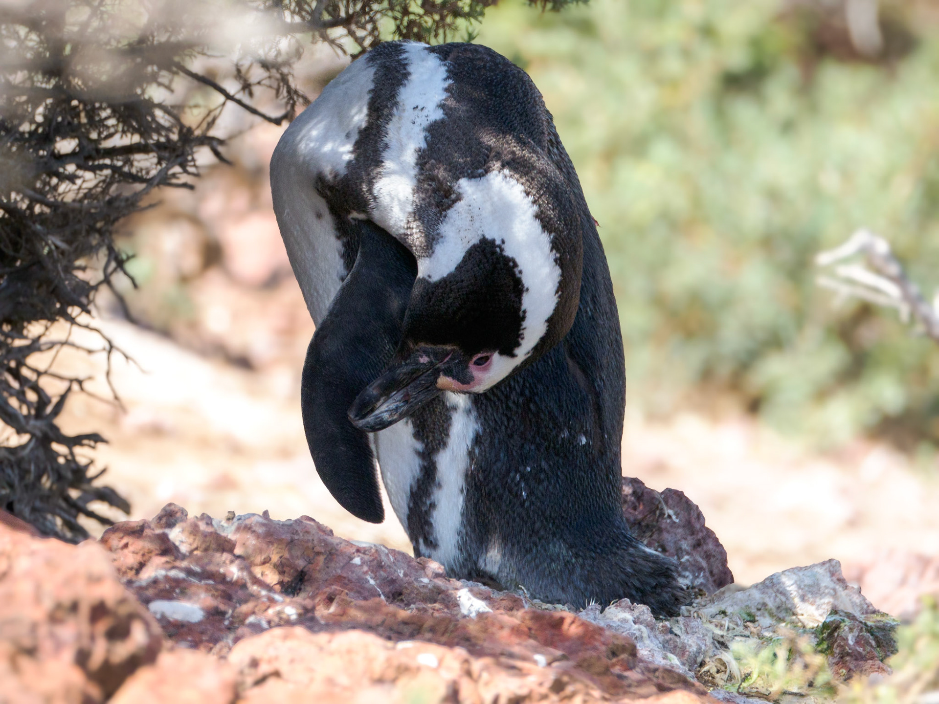 Magellanpinguin beim Yoga