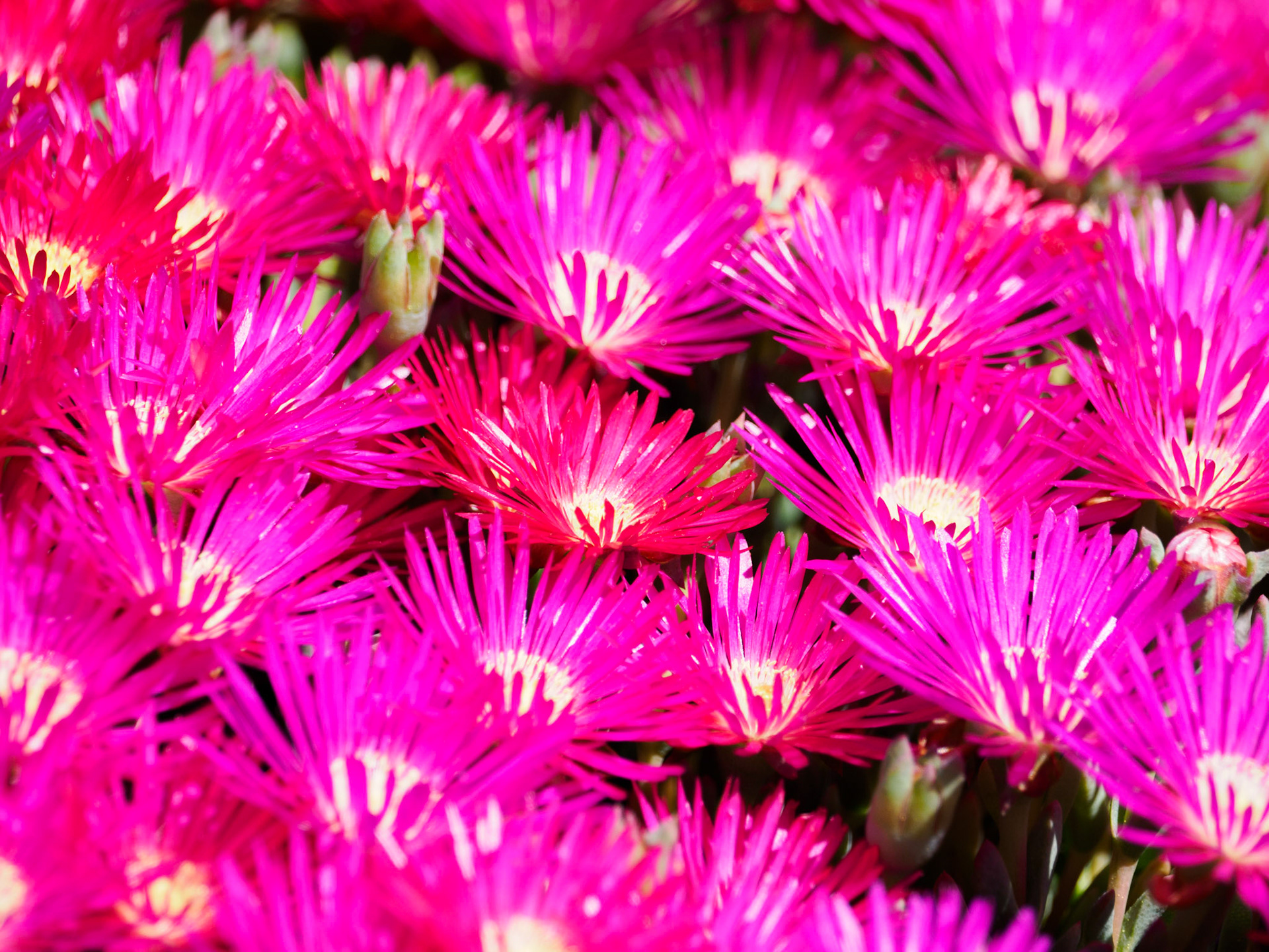 Mittagsblumen