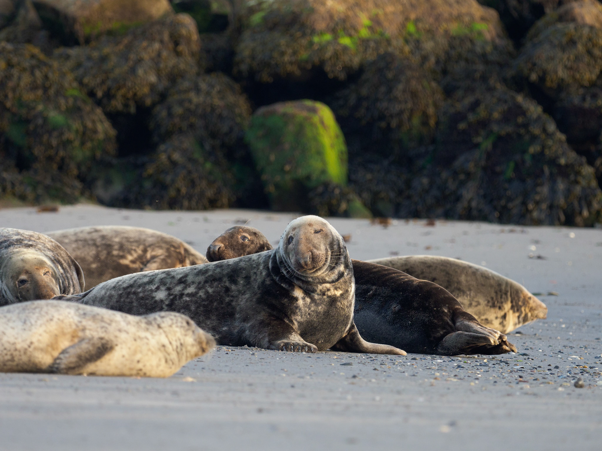 Kegelrobbe beim Flirt