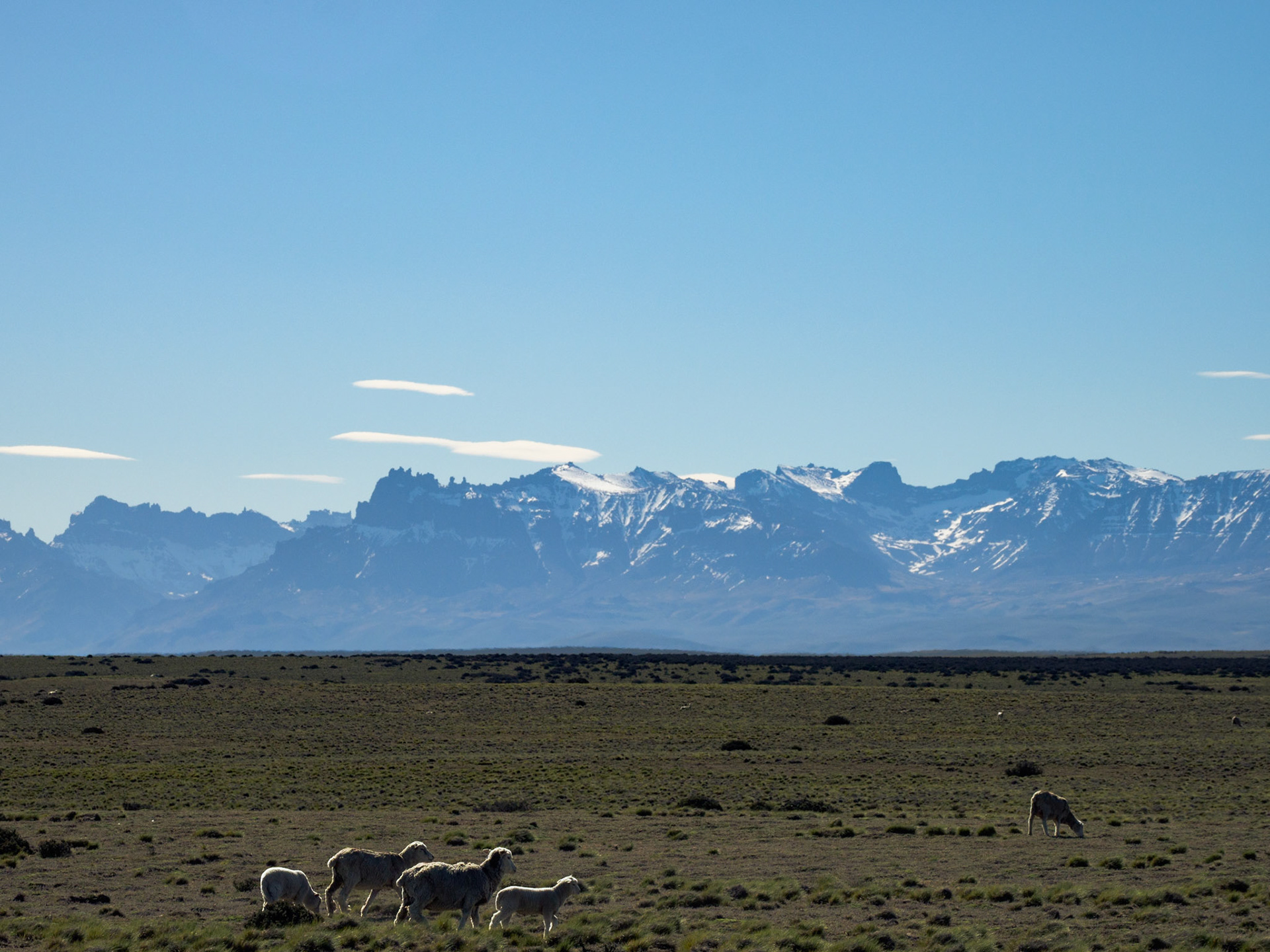 Schafe mit Bergpanorama