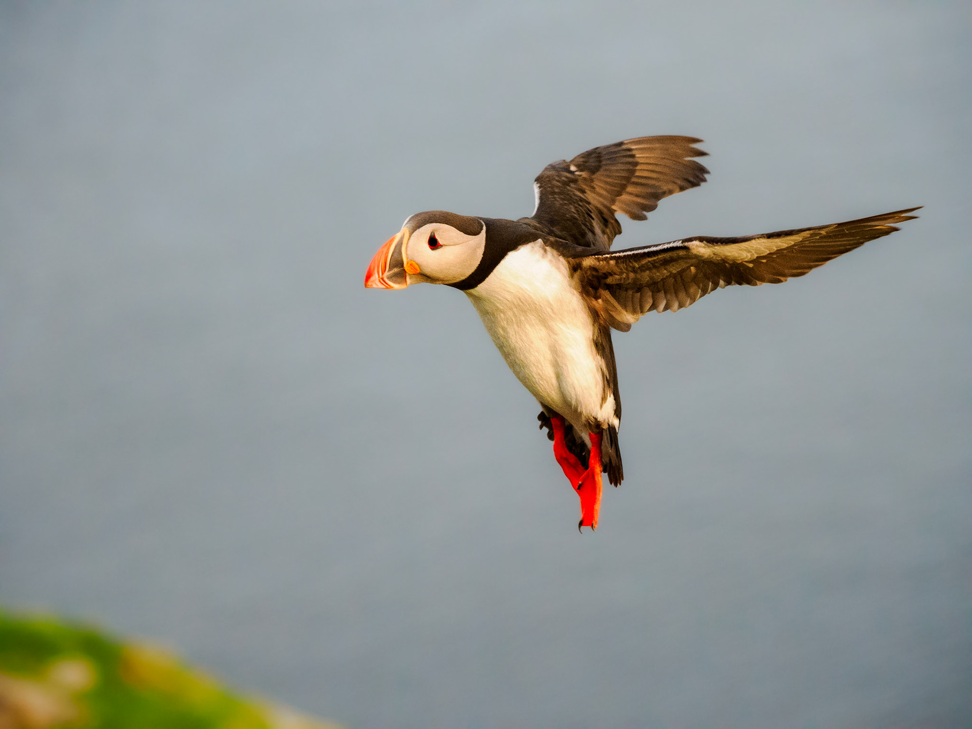 Papageientaucher auf Runde